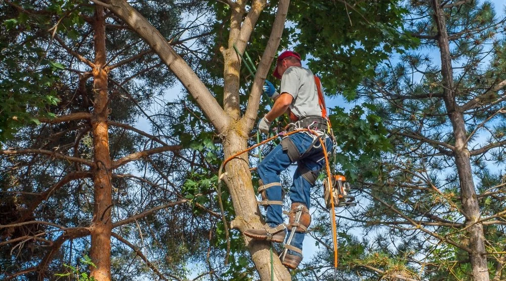 Tree Trimming