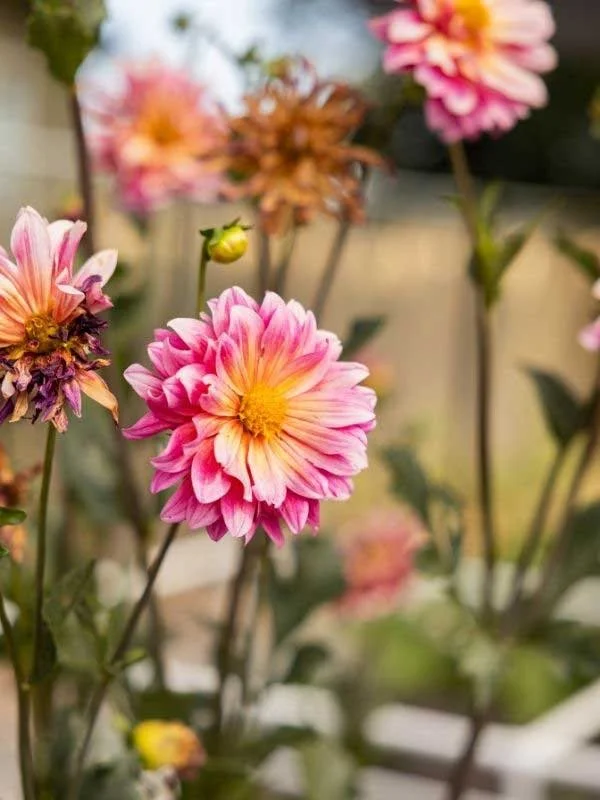 Flower garden at Redding, CA home by professional landscaper