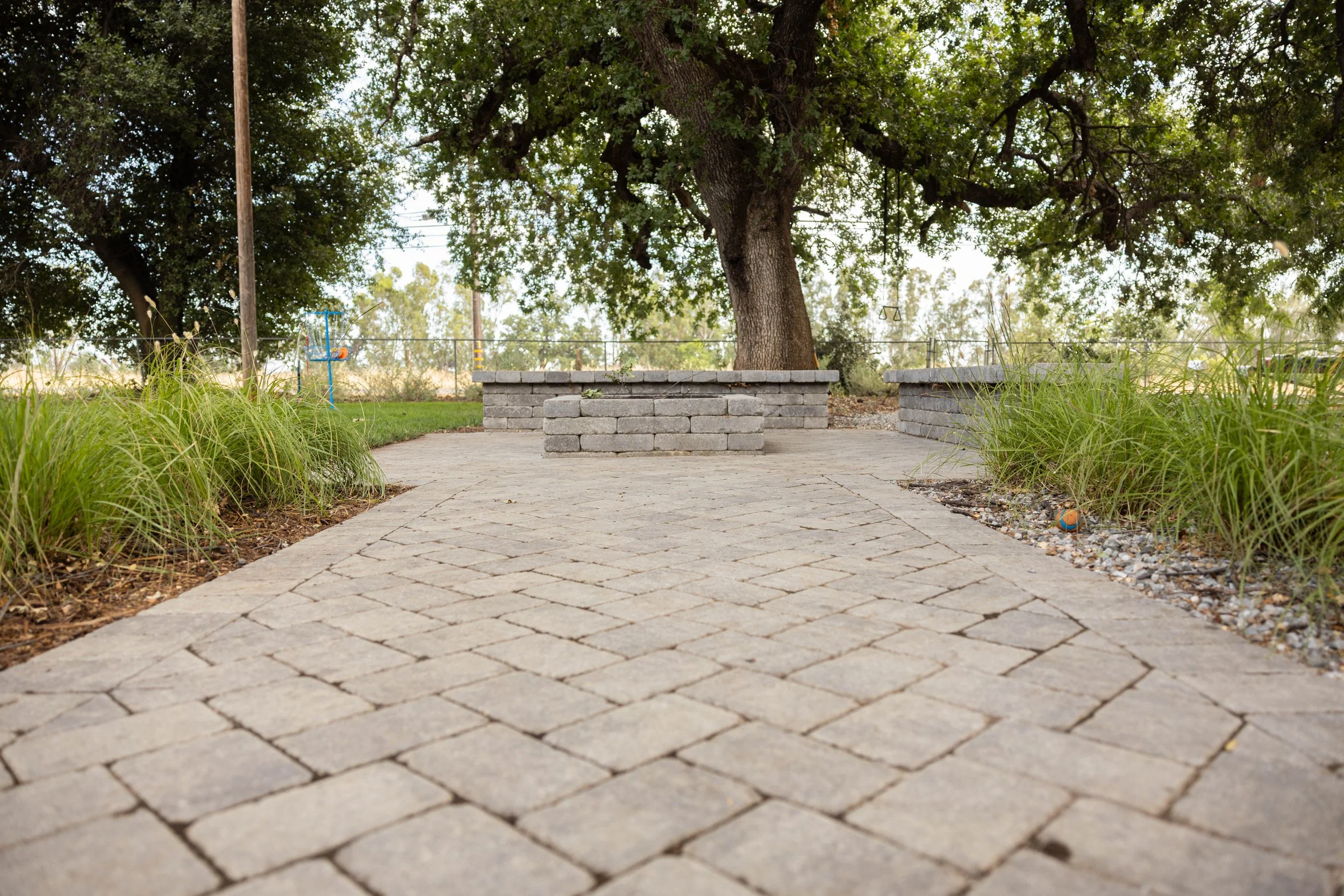 A paved brick pathway leading towards a large tree with thick branches, surrounded by green grass and plants, in an outdoor park setting.