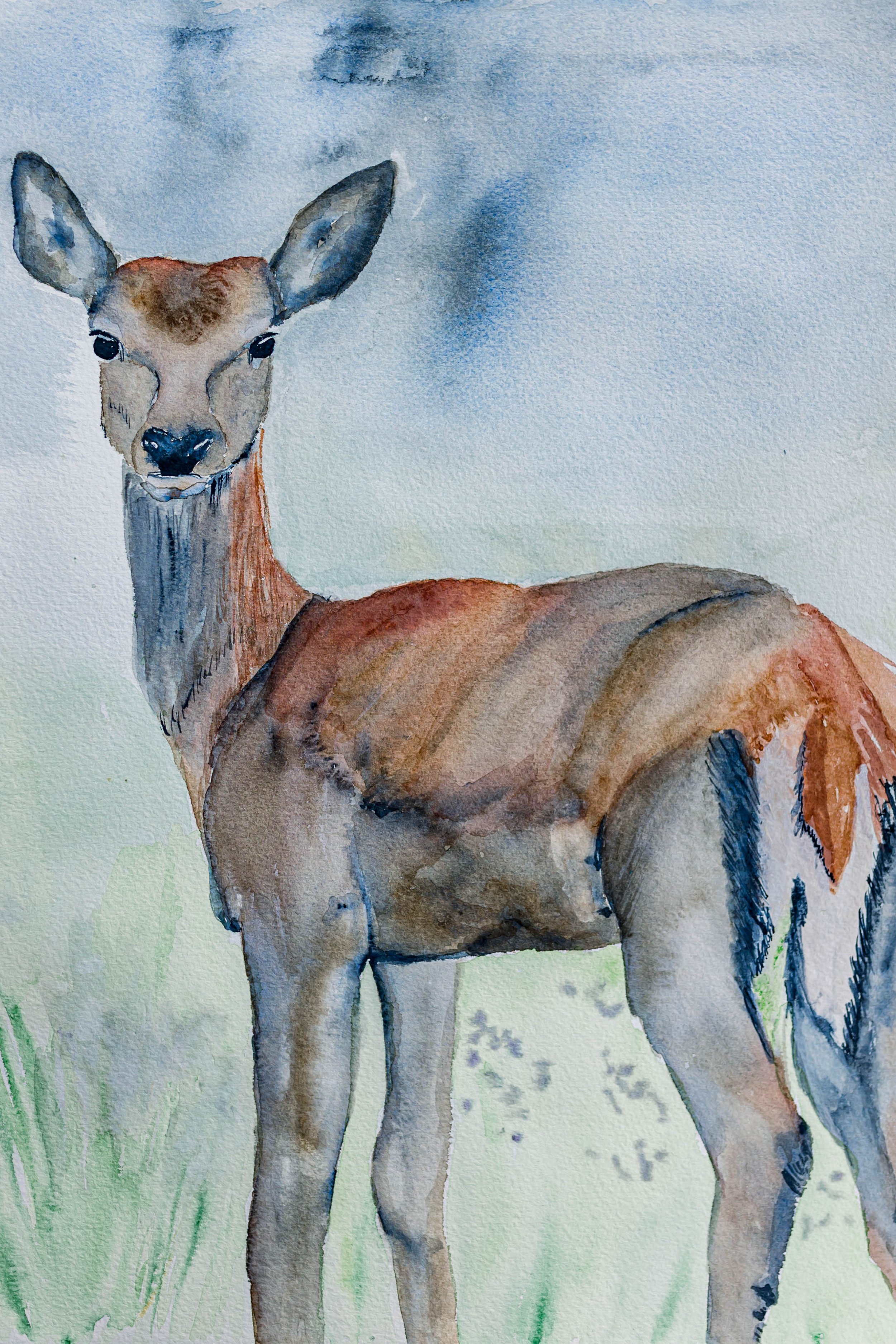 Deer