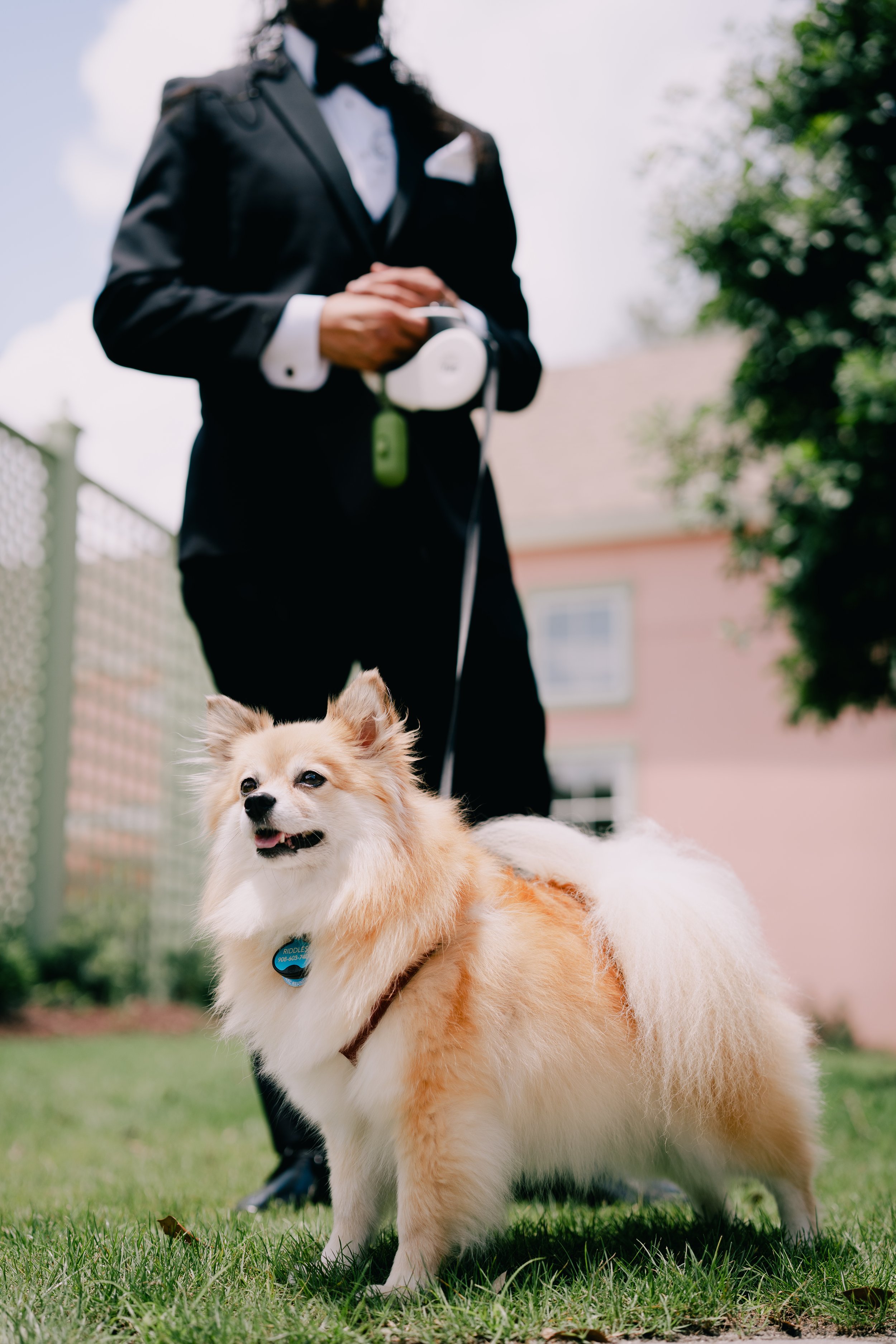 Small fluffy dog with tan and white fur standing on grass, wearing a blue collar, with a person in a tuxedo holding a leash in the background.