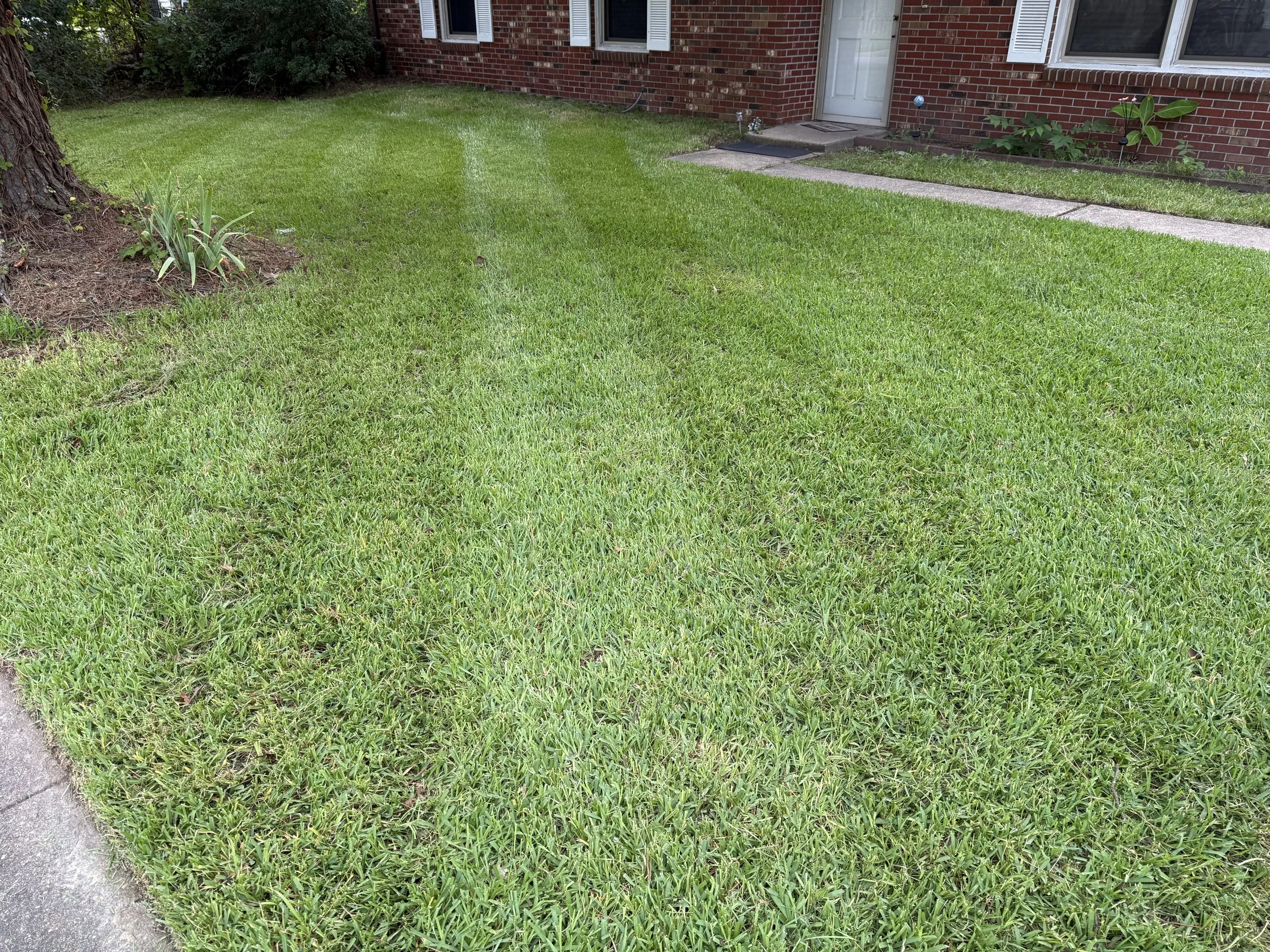 Freshly mowed green lawn in front of a brick house with a concrete walkway, a tree on the left side, and bushes near the house