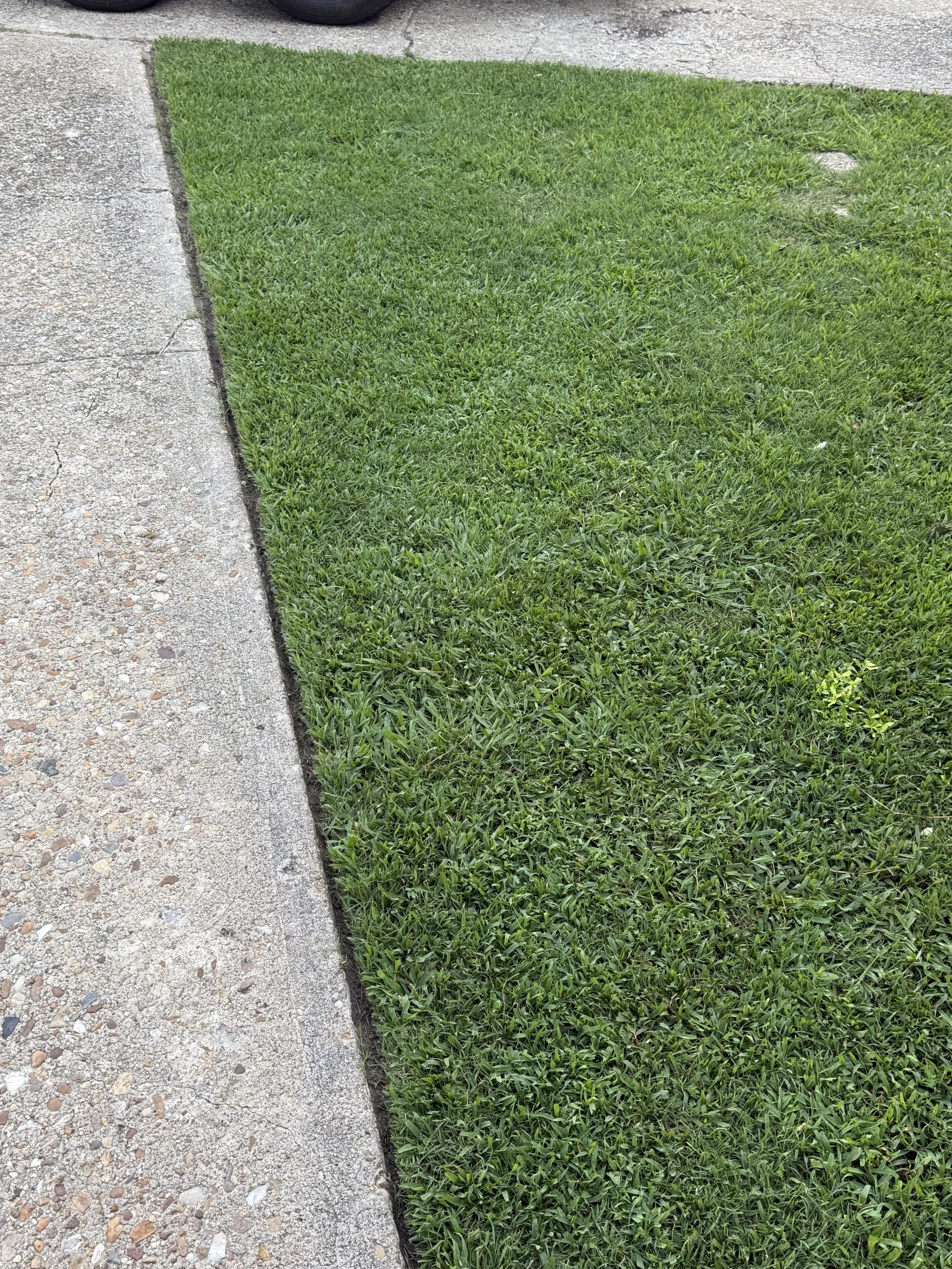 A patch of green grass next to a concrete sidewalk with an edge separating them.