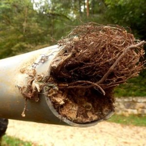 Sewer line with tree root intrusion in Broomfield Colorado