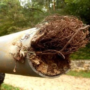 Tree Root Damage to Sewer Lines: A Broomfield Homeowner's Guide
