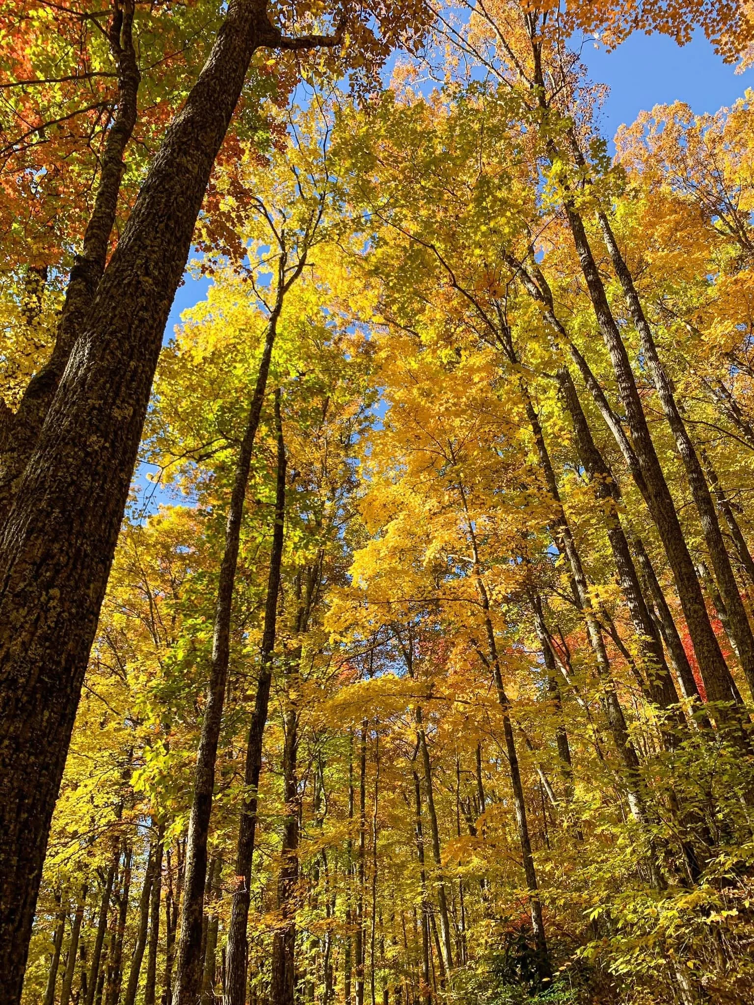 Golden yellow autumn leaves on trees representing transition and renewal