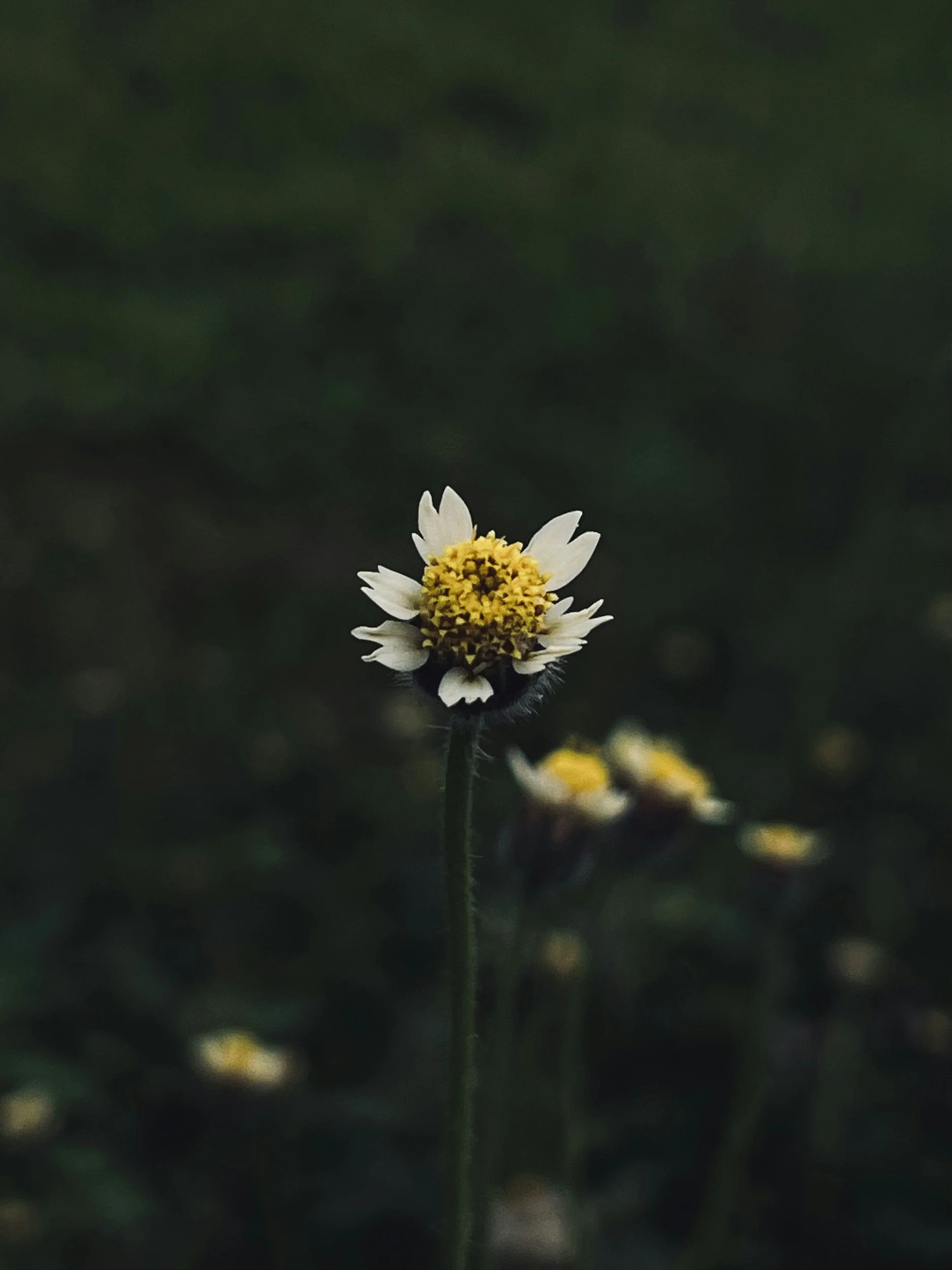Single white daisy in sunlight symbolizing growth, resilience, and new beginnings