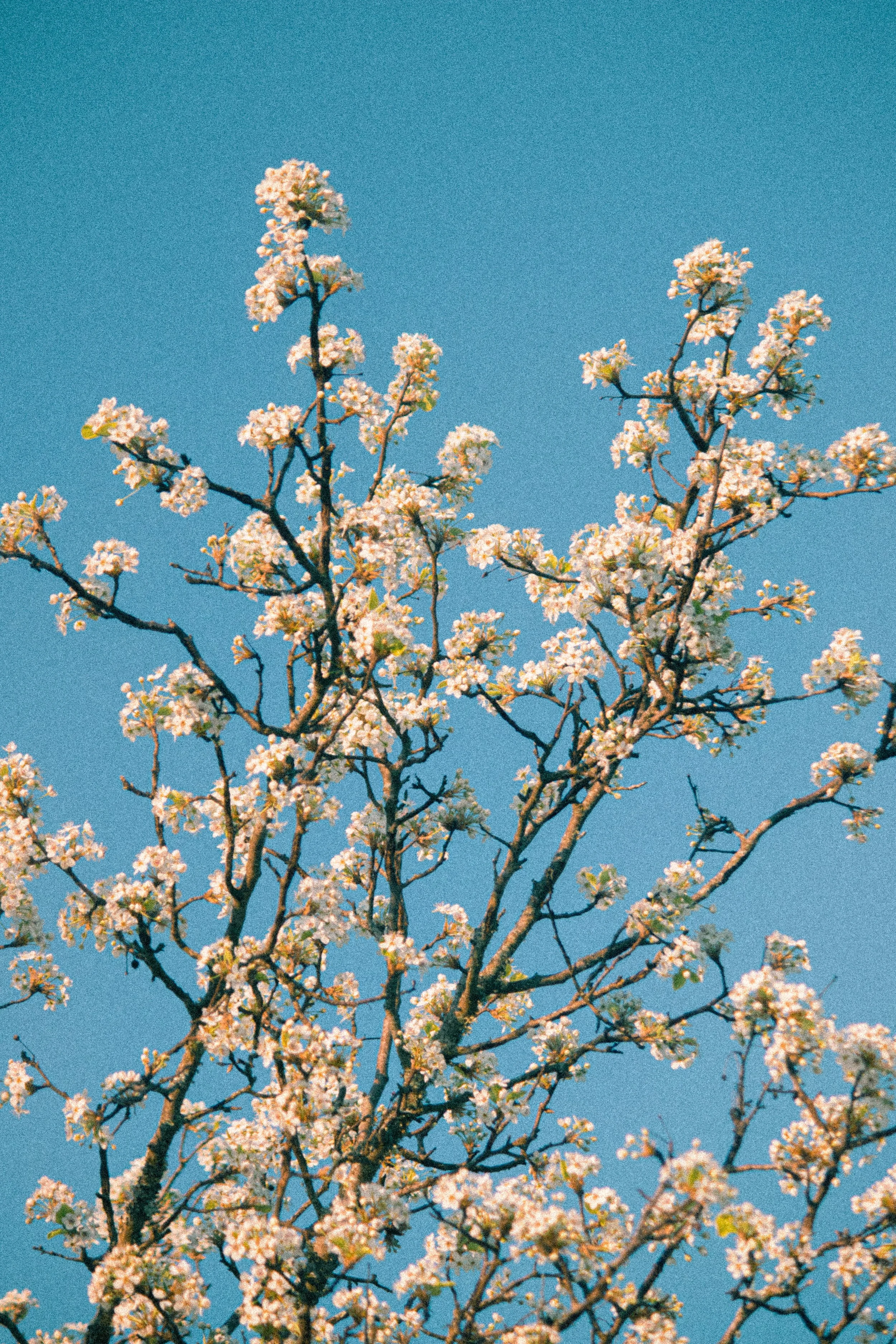 You Don’t Have to Bloom All at Once: A Gentle Guide to Spring Renewal
