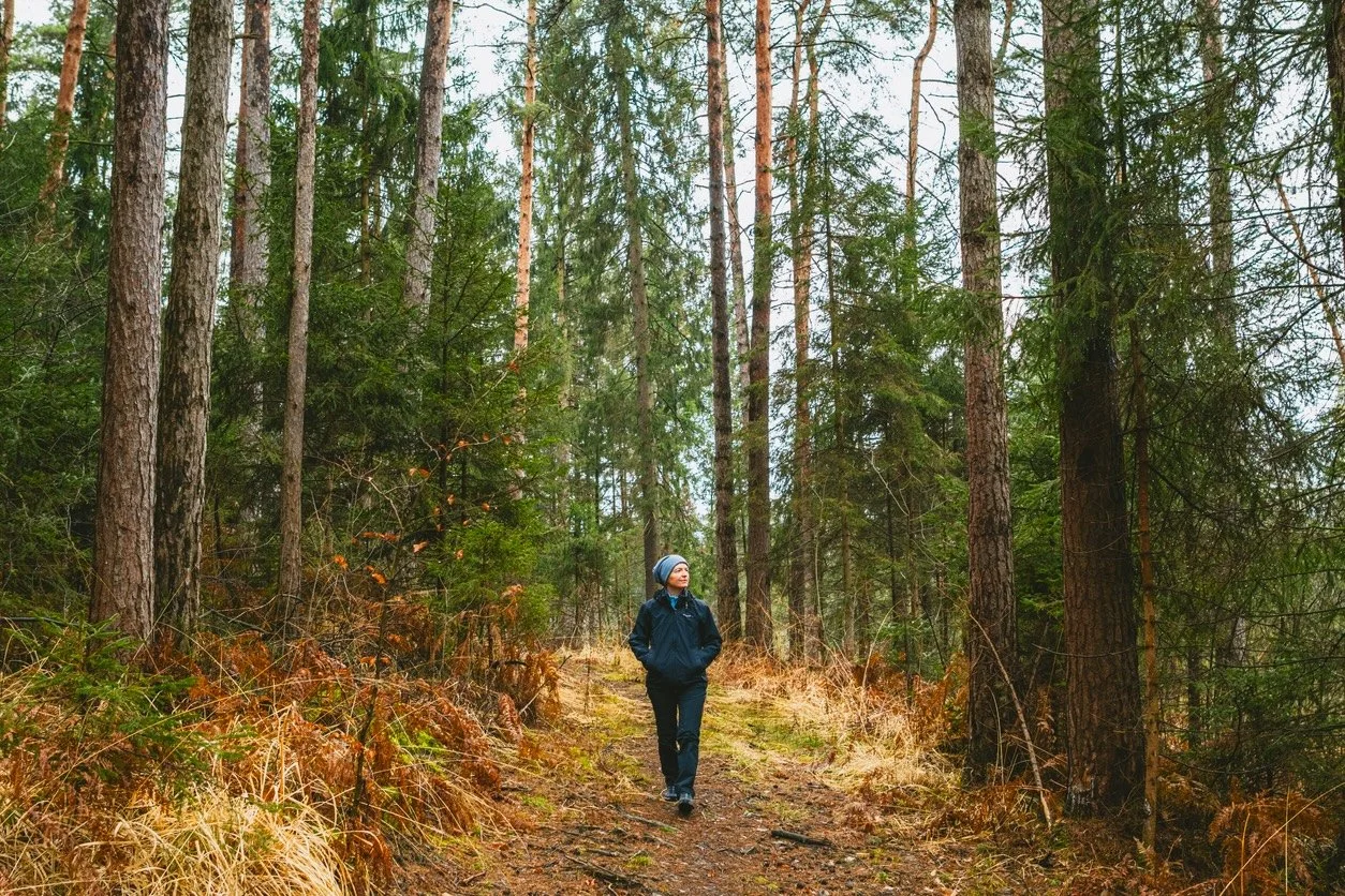 A person walking on a dirt trail through a dense forest of tall pine trees, wearing a blue jacket and gray beanie.