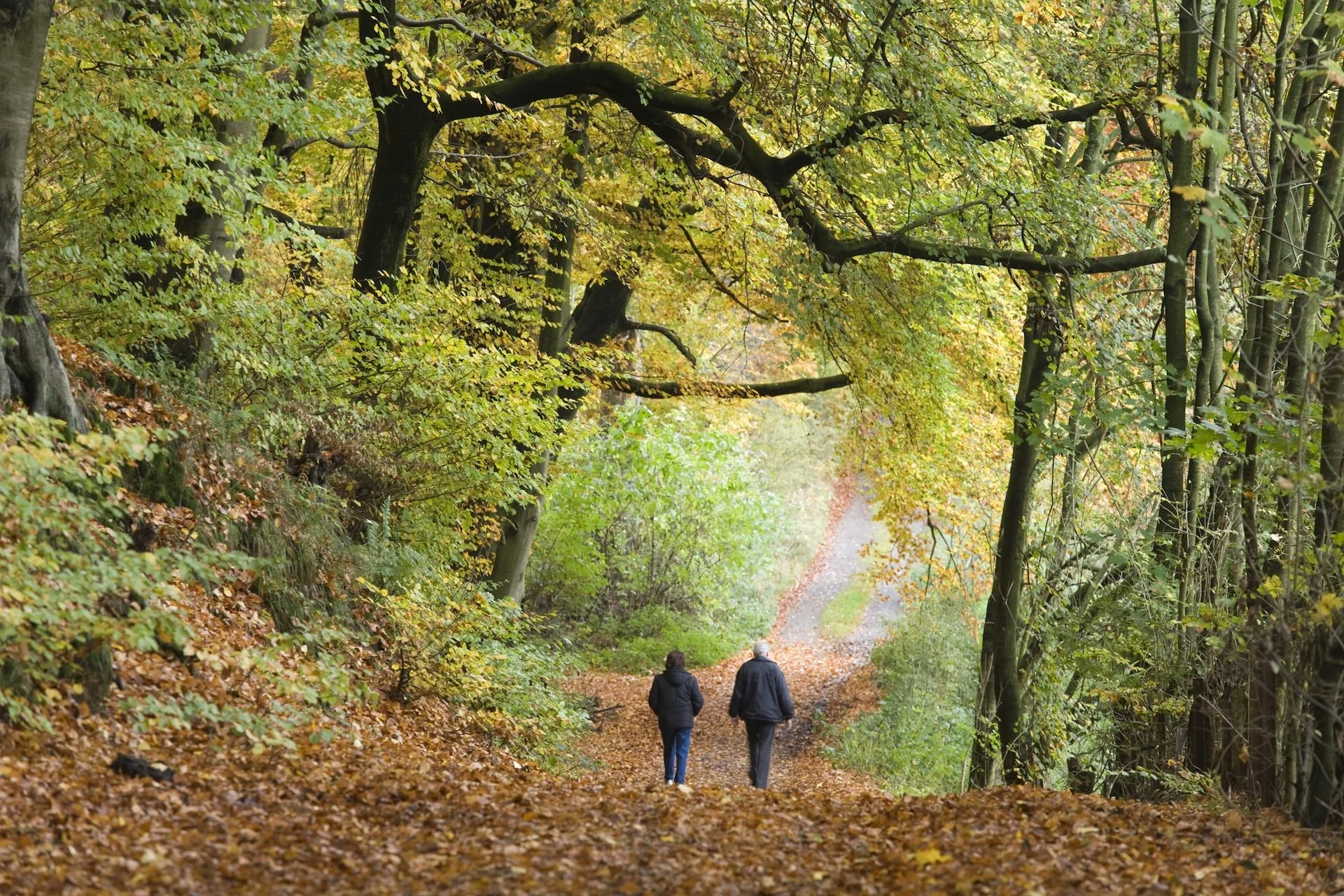 Two people walk on a leaf-covered trail through a forest with trees showing autumn colors.