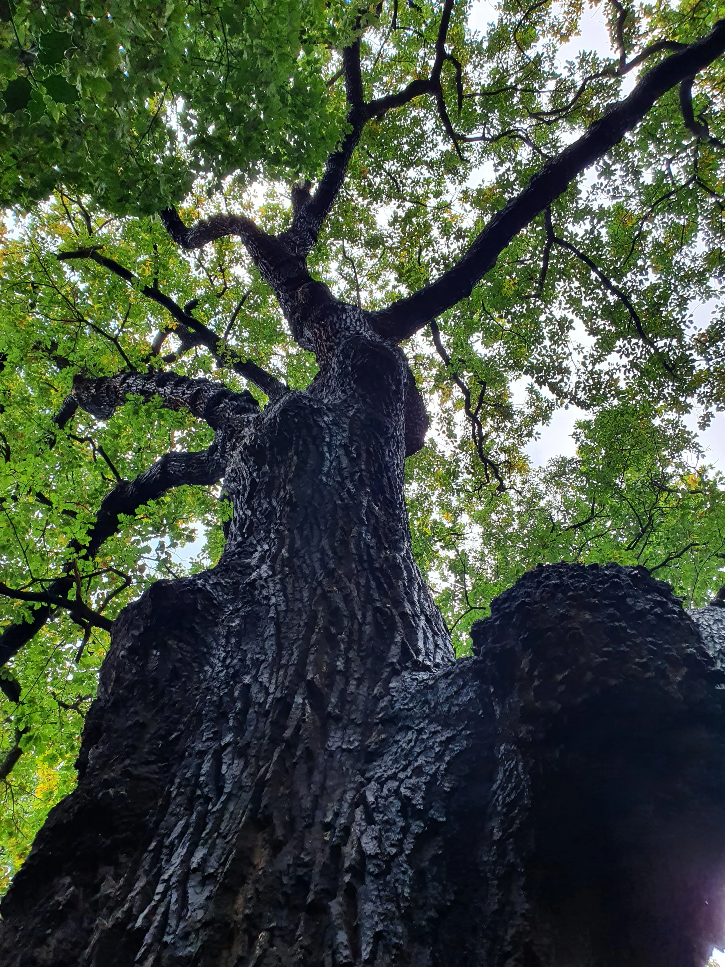 Meditation to Cultivate Steadiness and Ease: A Free Download