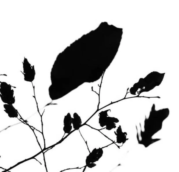 Art Nature box is based around traditional artist materials, watercolour paints, canvas acrylic paints and brushes and beautiful papers. Paint a canvas with acrylics or wash with professional watercolour pigments on paper to produce your own piece.