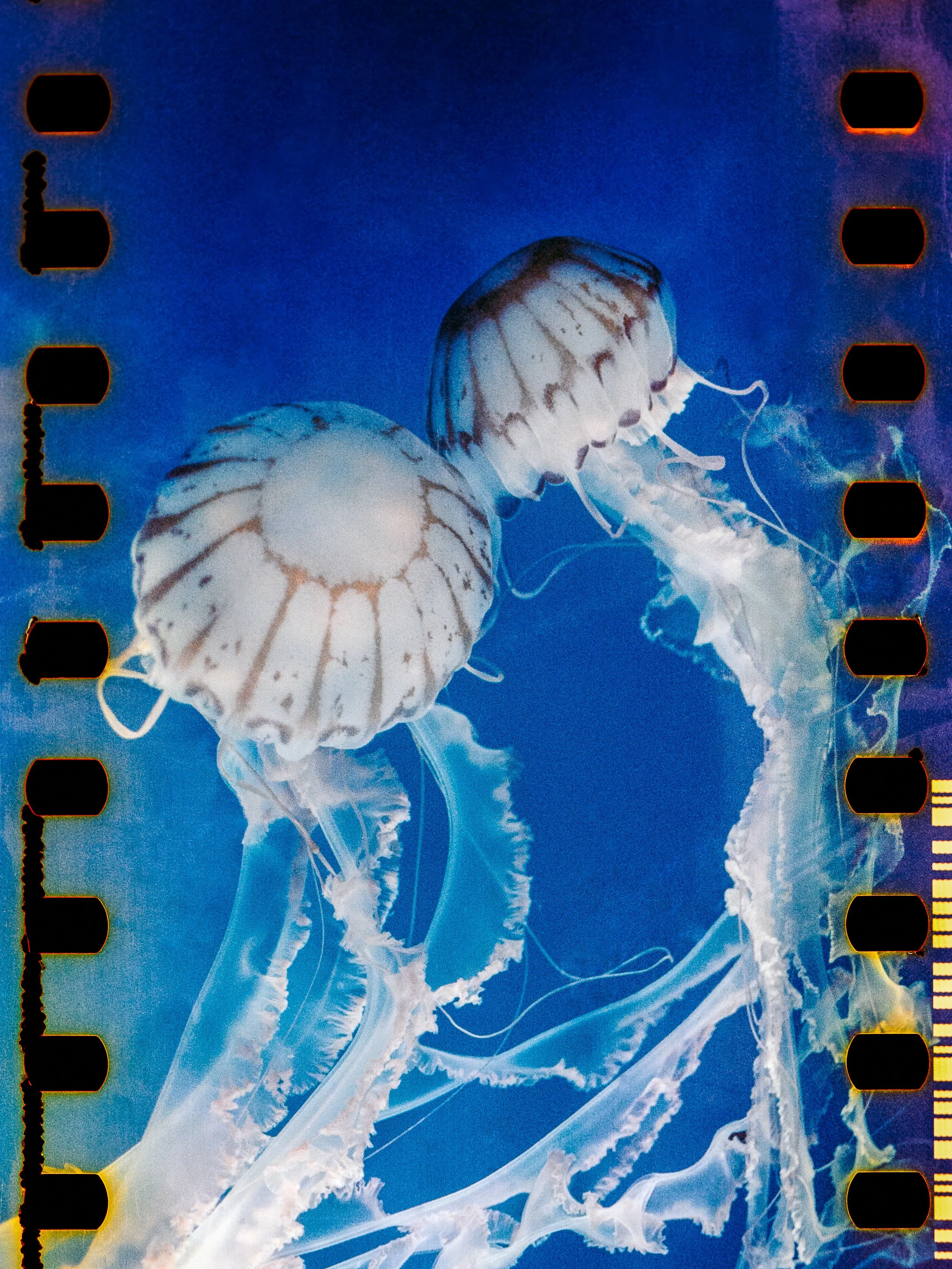 Two jellyfish floating in blue water with tentacles trailing.