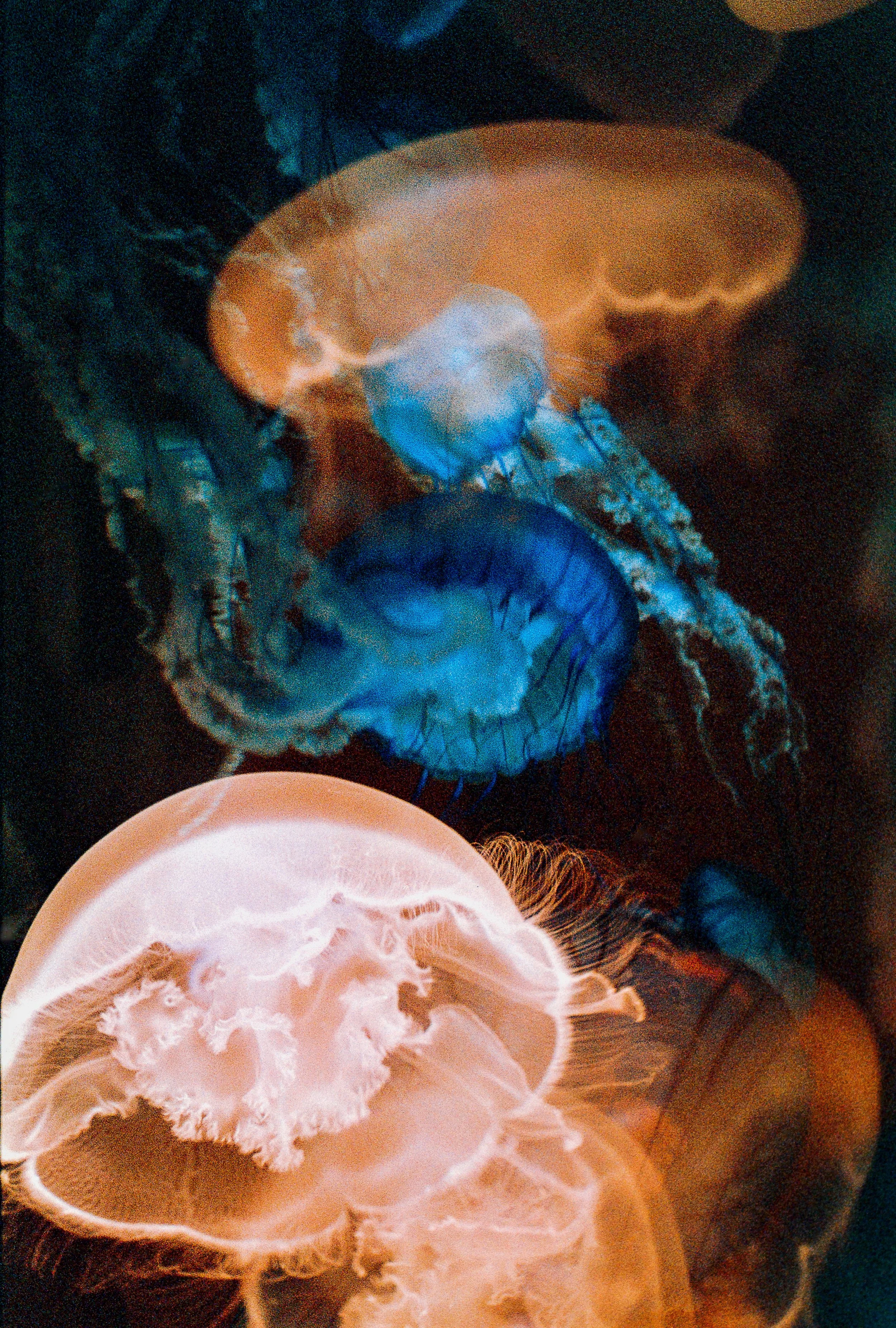 Colorful jellyfish swimming in dark water.