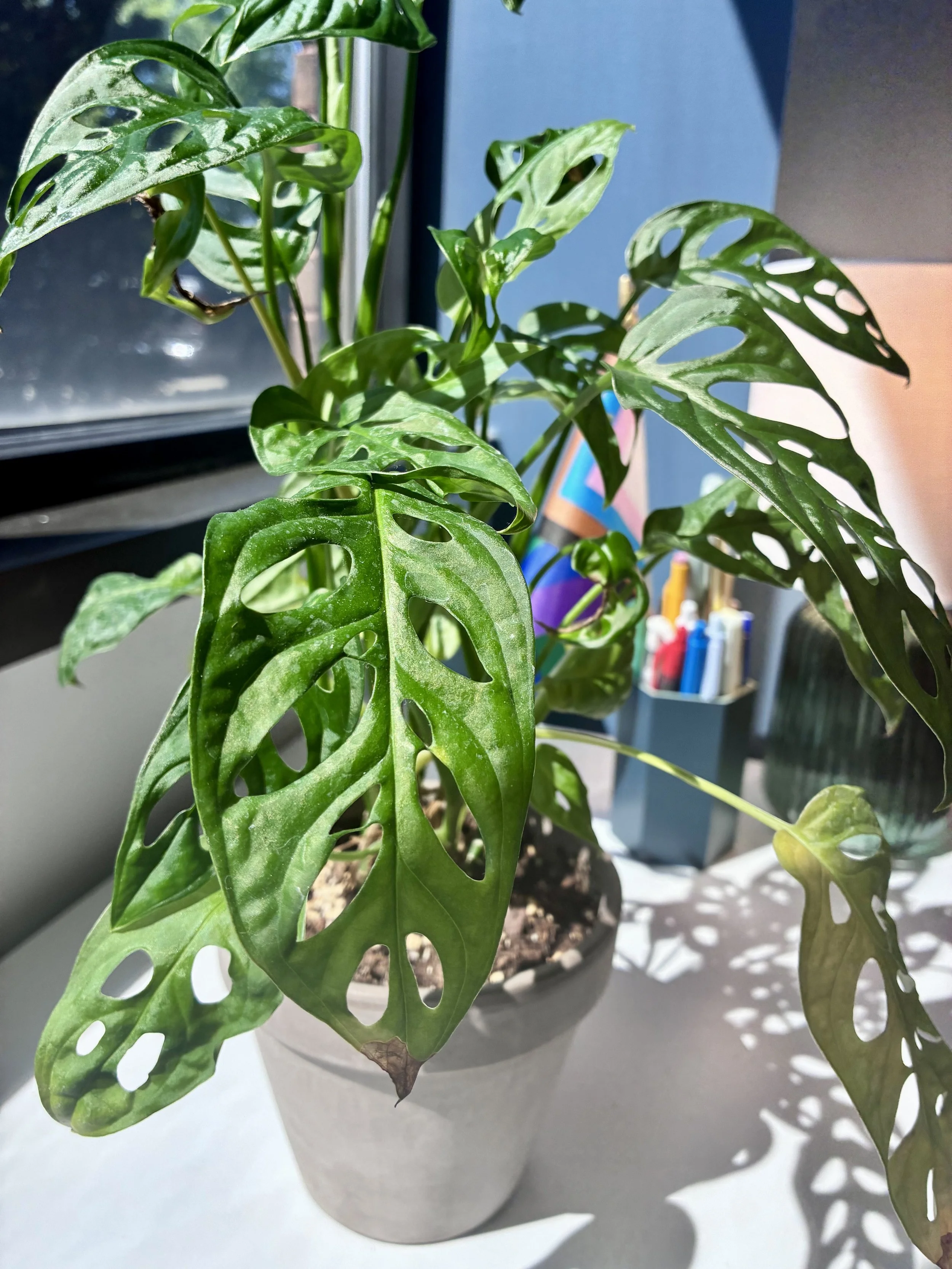 A potted monstera plant with large, split green leaves, placed near a window with natural sunlight casting shadows.