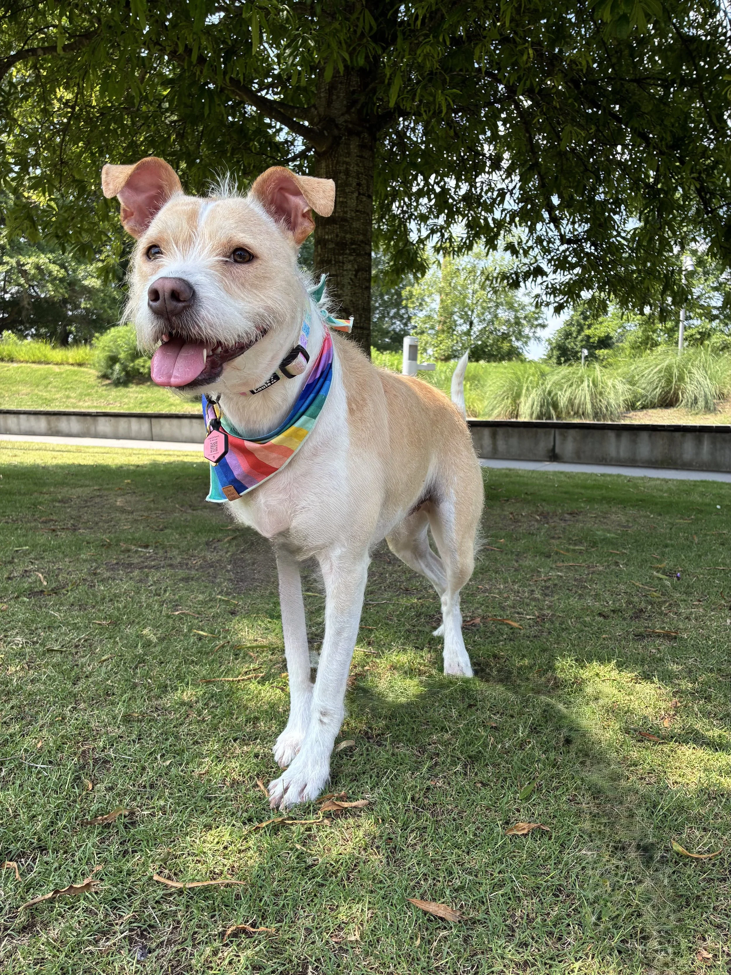 A tan and white dog with pointy ears, wearing a colorful bandana, standing on grass under a tree in a park.