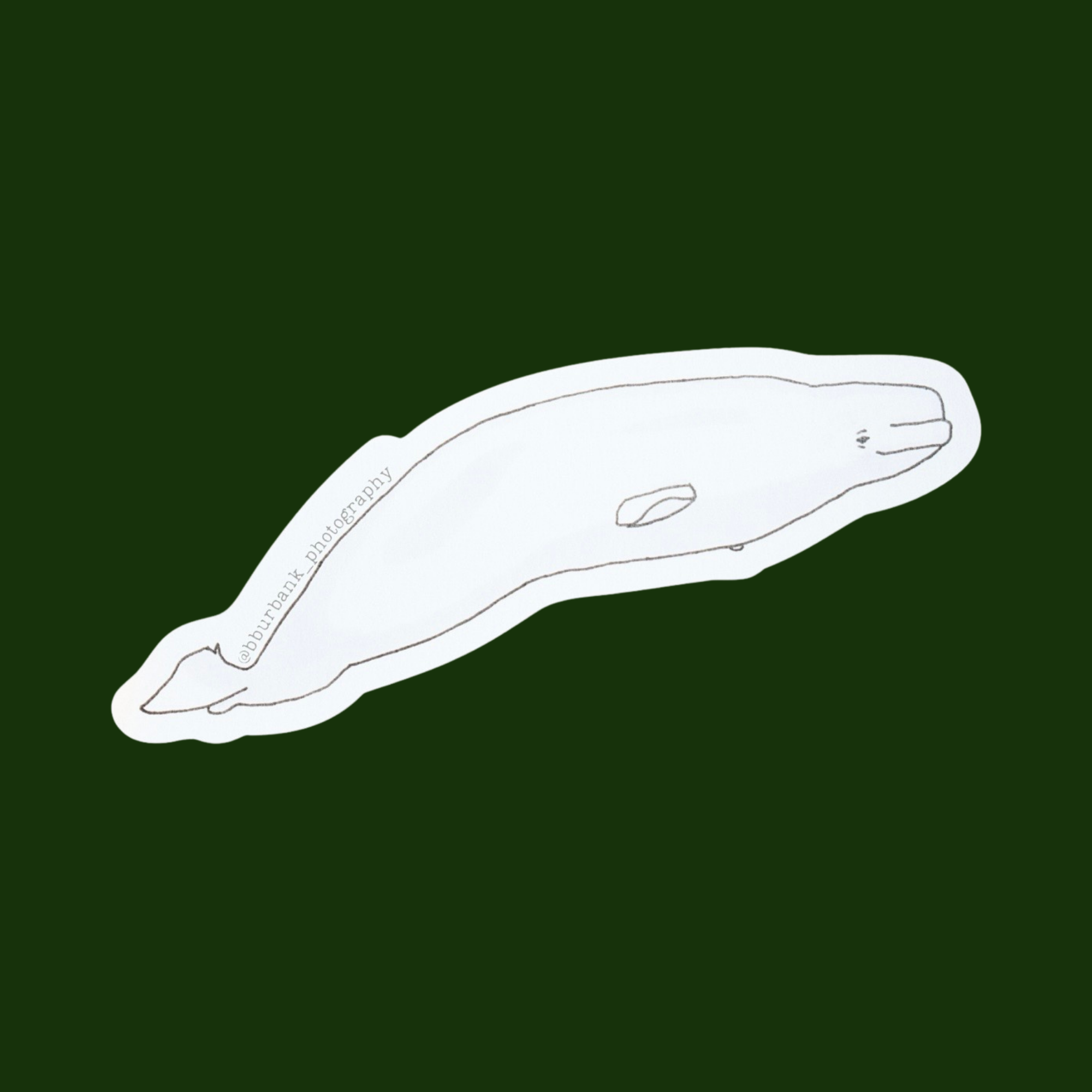 Beluga Whale