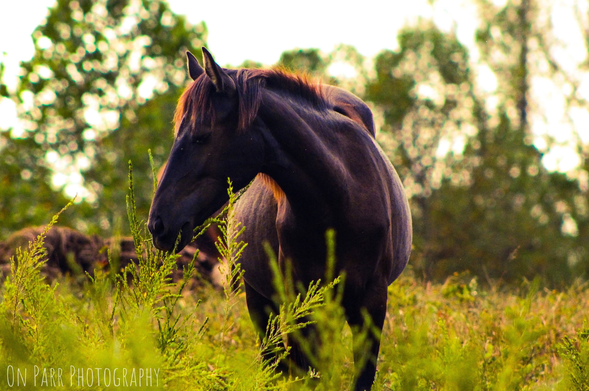 Meet the Founding Horses