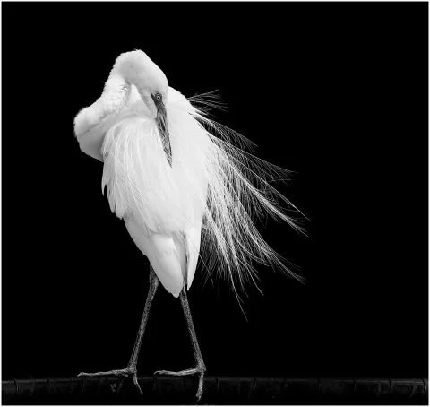 Monochrome Photography Exhibition