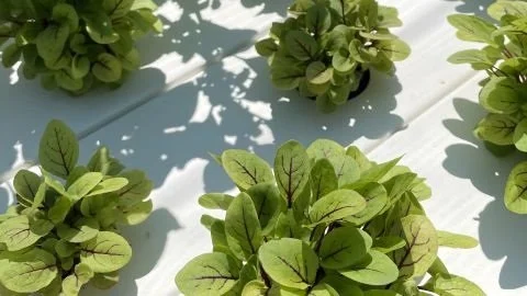 Harvest - Event Launch