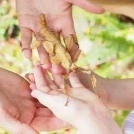 Beezentric bee workshop