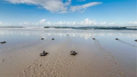 Who's Hatching on Bribie Island?