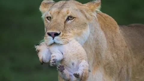 Wildlife Photography Talk