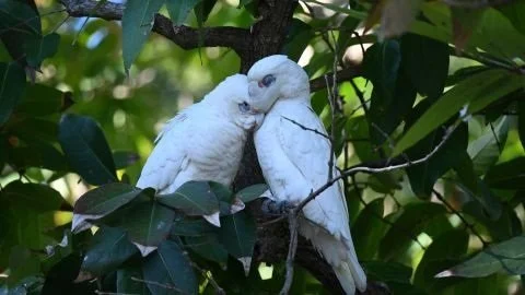 Birds and reptiles of Moreton Bay