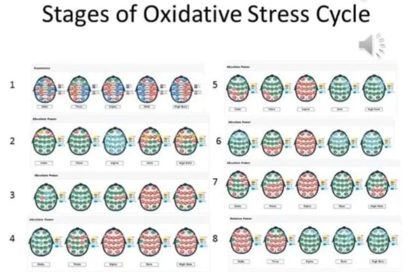 Diagram showing the stages of the oxidative stress cycle, with eight stages illustrating changes in the cell's response, molecular process, and impact over time.