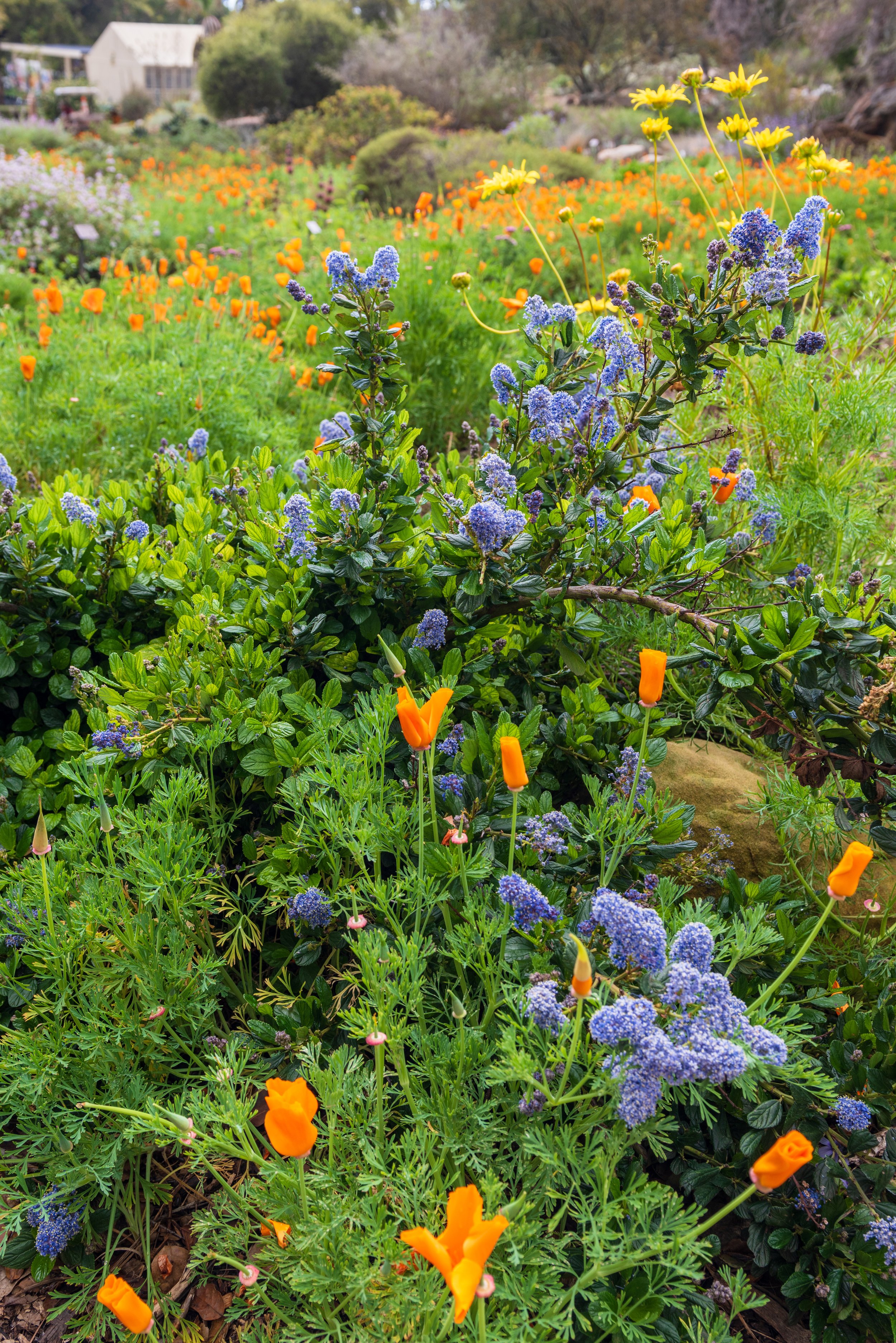 _DSC4312 SBBG3 copy.jpg