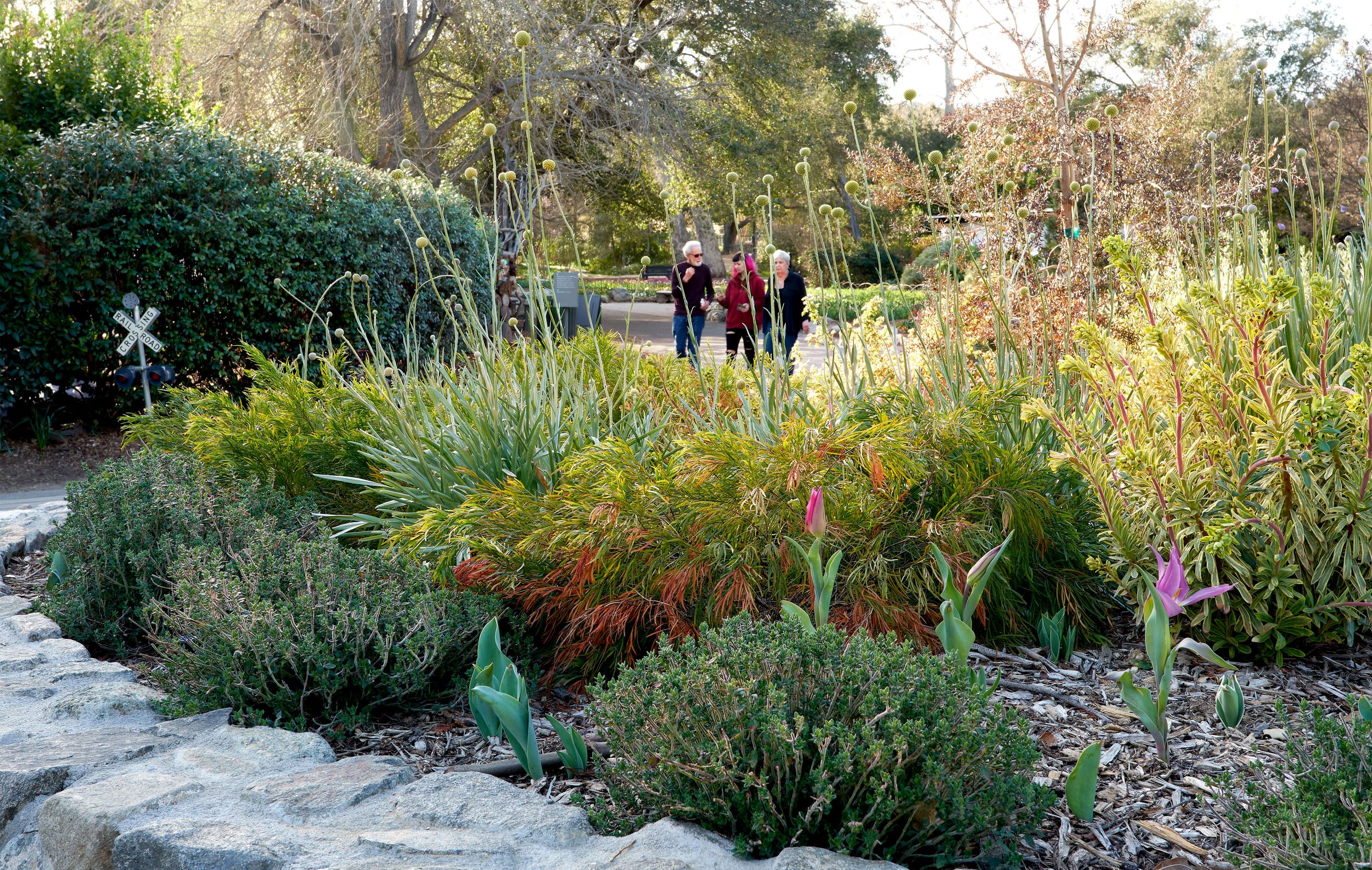 DESCANSO GARDENS  2020_DSC0998 copy 2.jpg