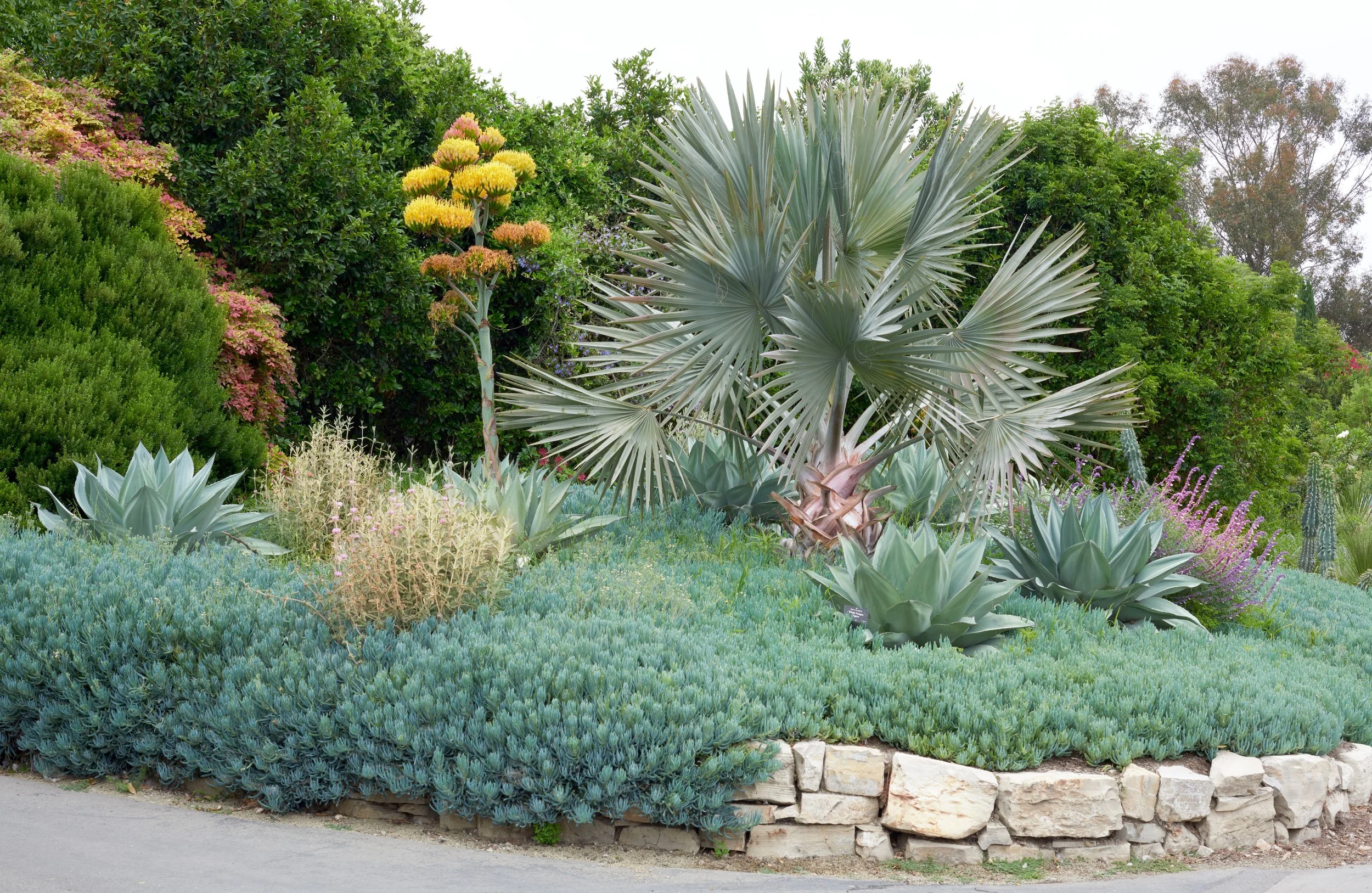 SBBG Fall 6 copy.jpg