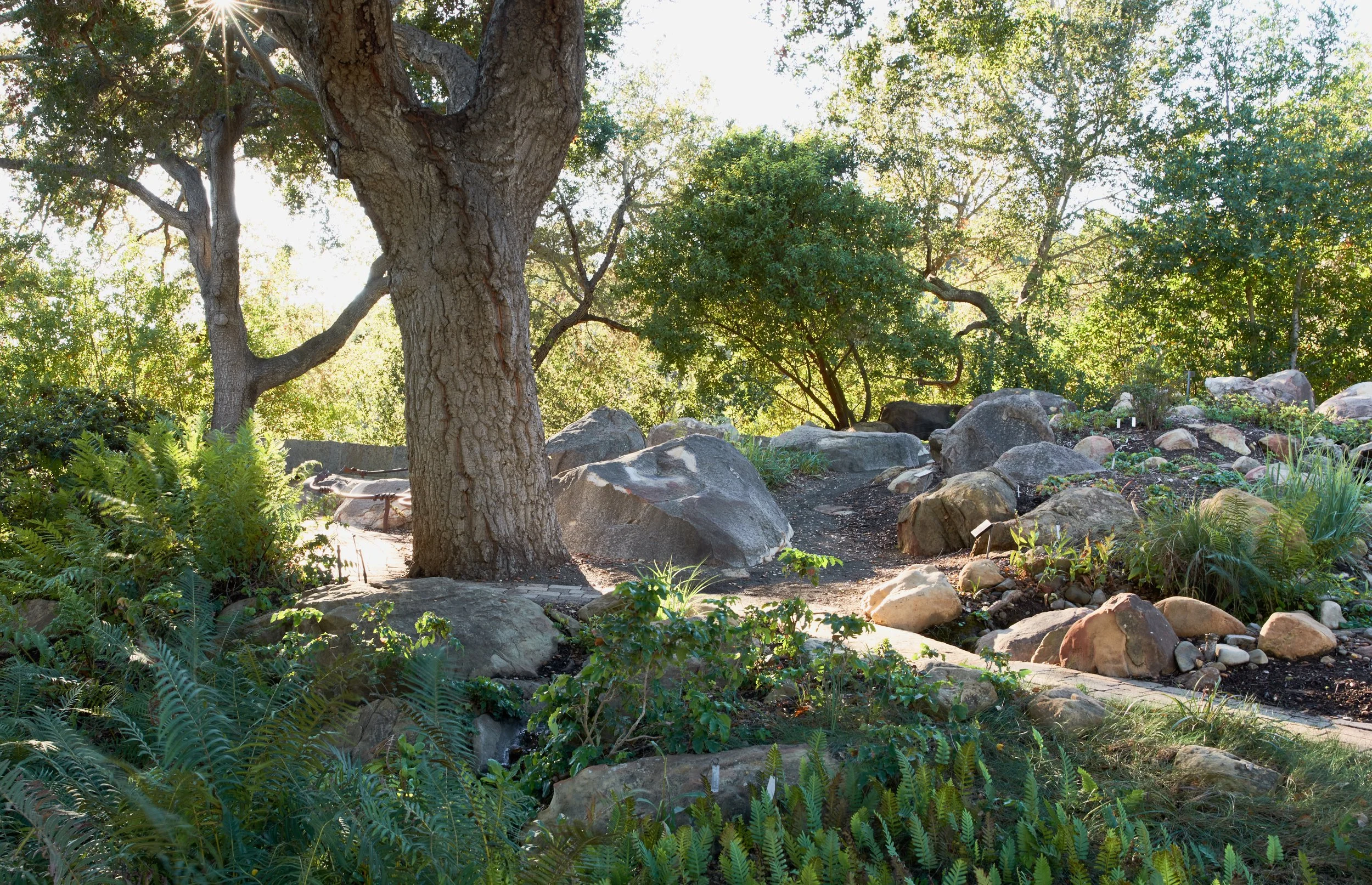 SBBG Fall 1 copy.jpg