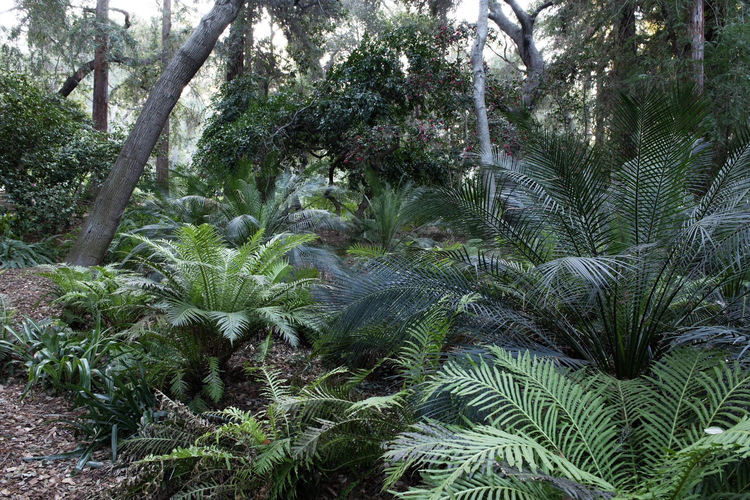 DESCANSO GARDENS4 copy.jpg