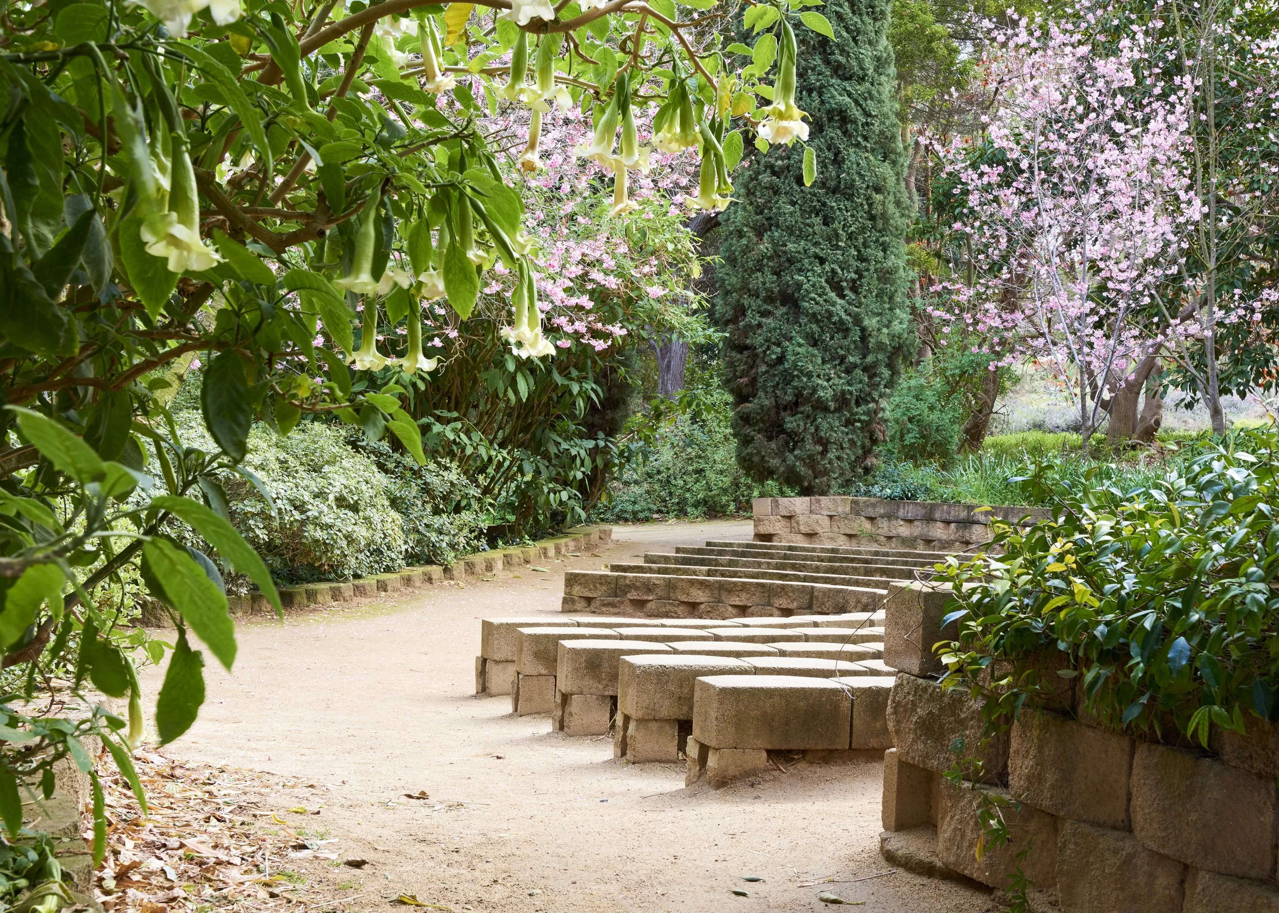 SCBG amptherea spring copy.jpg