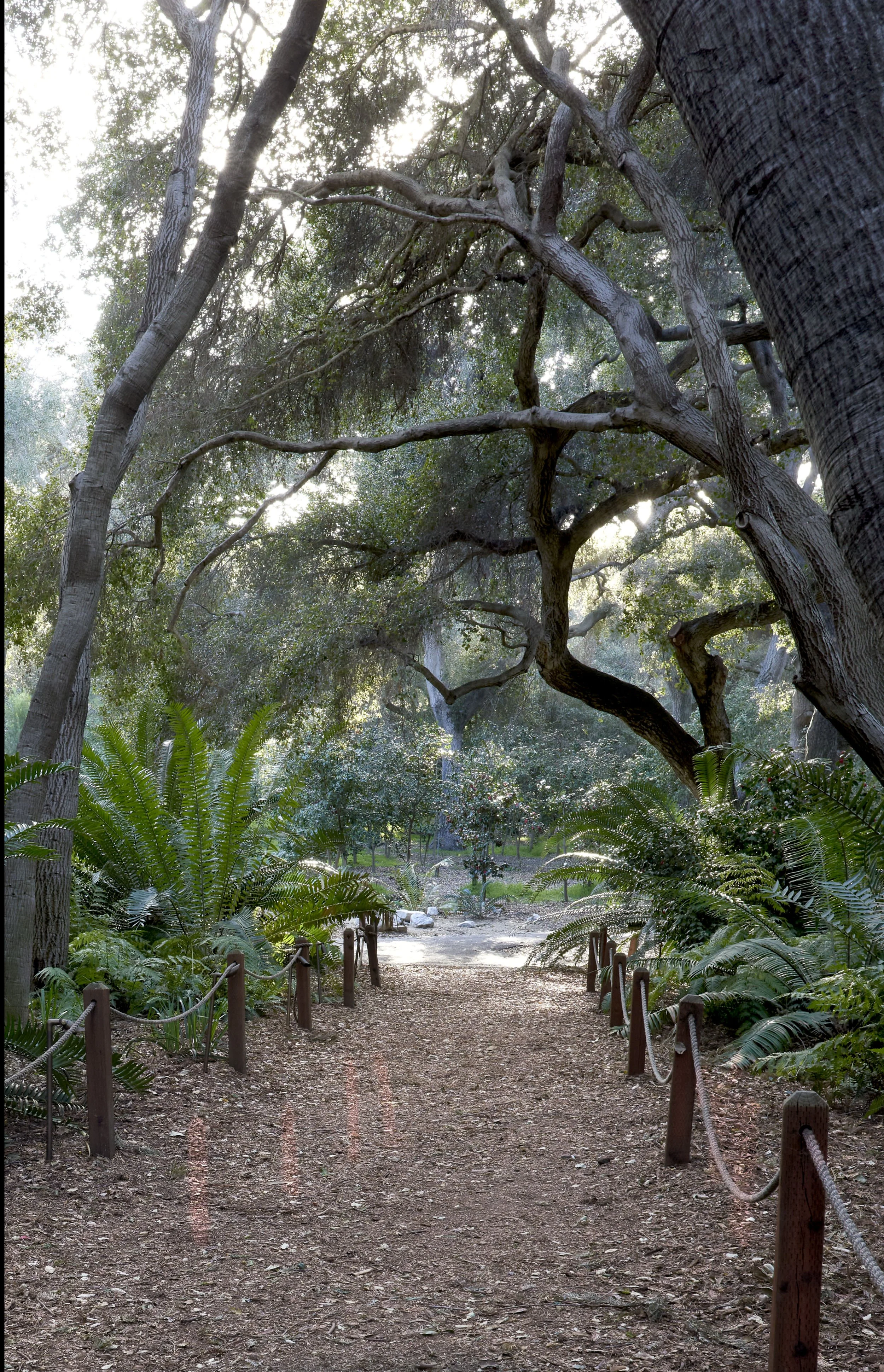 DESCANSO GARDENS  2020_DSC1005 1 copy.jpg