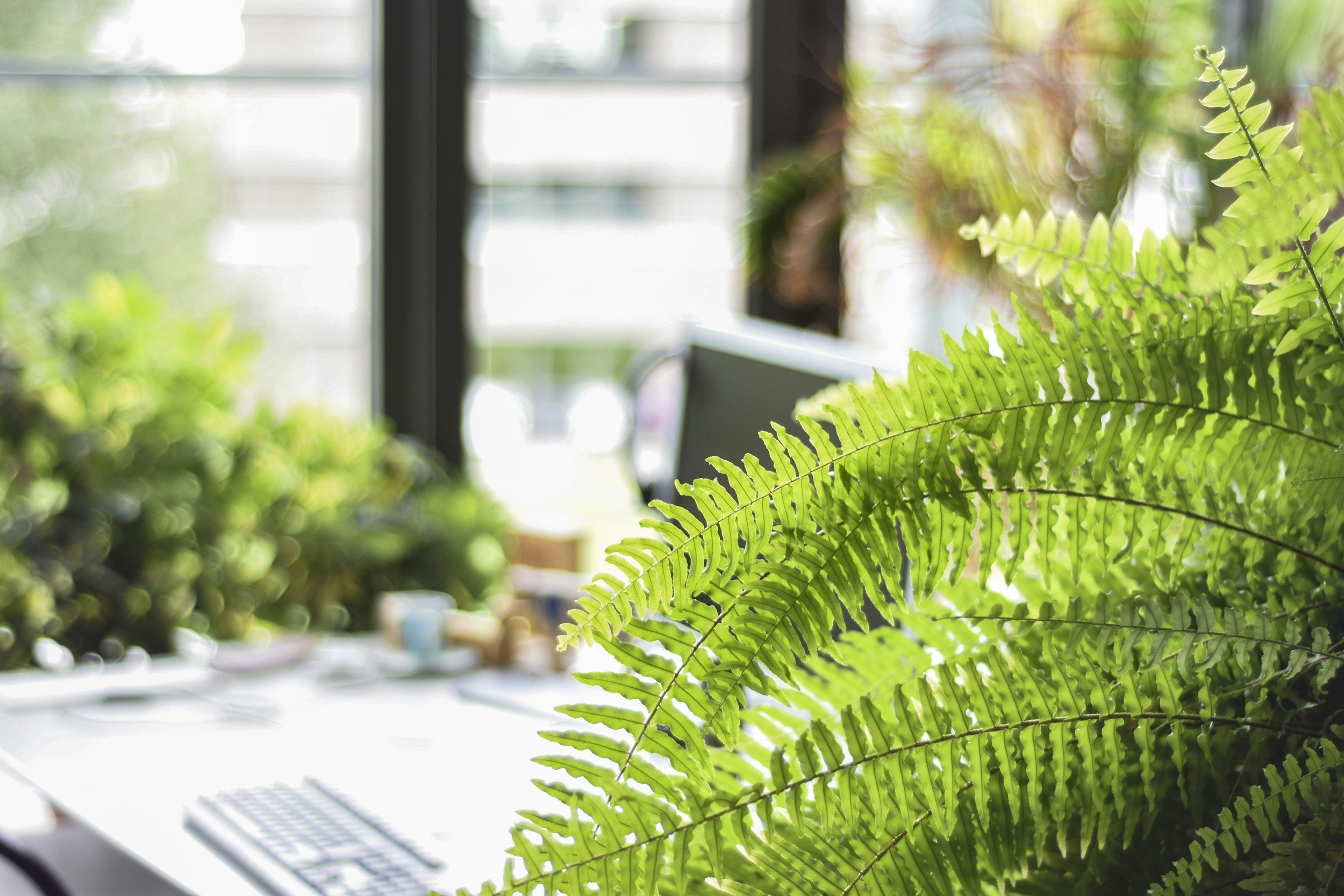 Close-up of a green fern plant with a blurred background of windows and indoor plants.