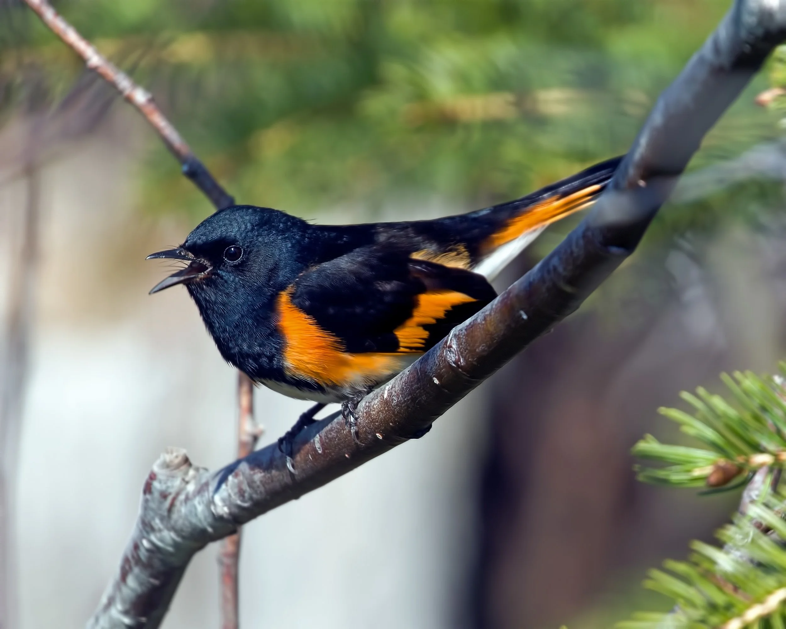 The American Redstart - Published 2026, Journal of NJ Poets