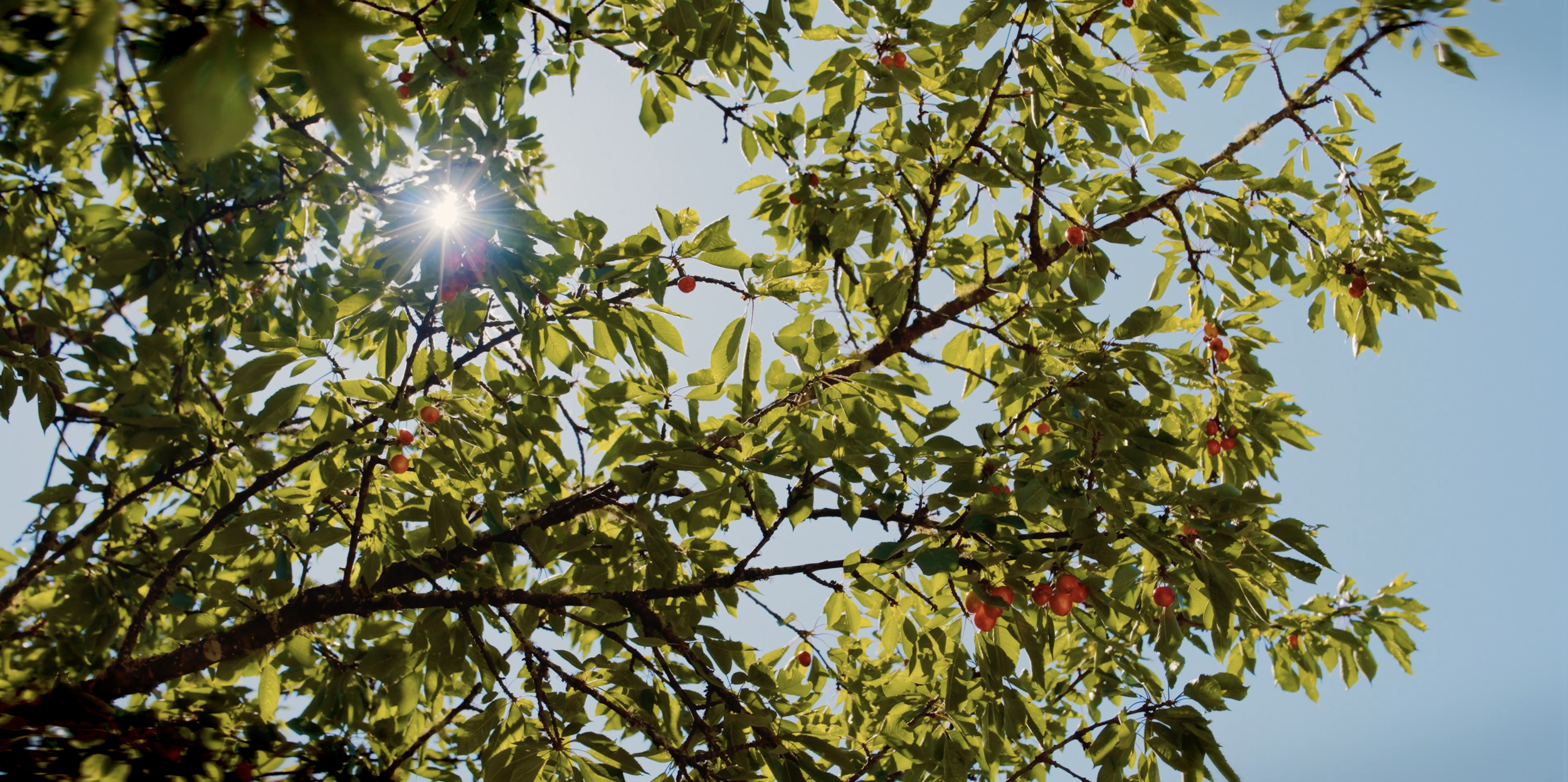 Screenshot 2025-07-15 at 9.08.34 PM.png