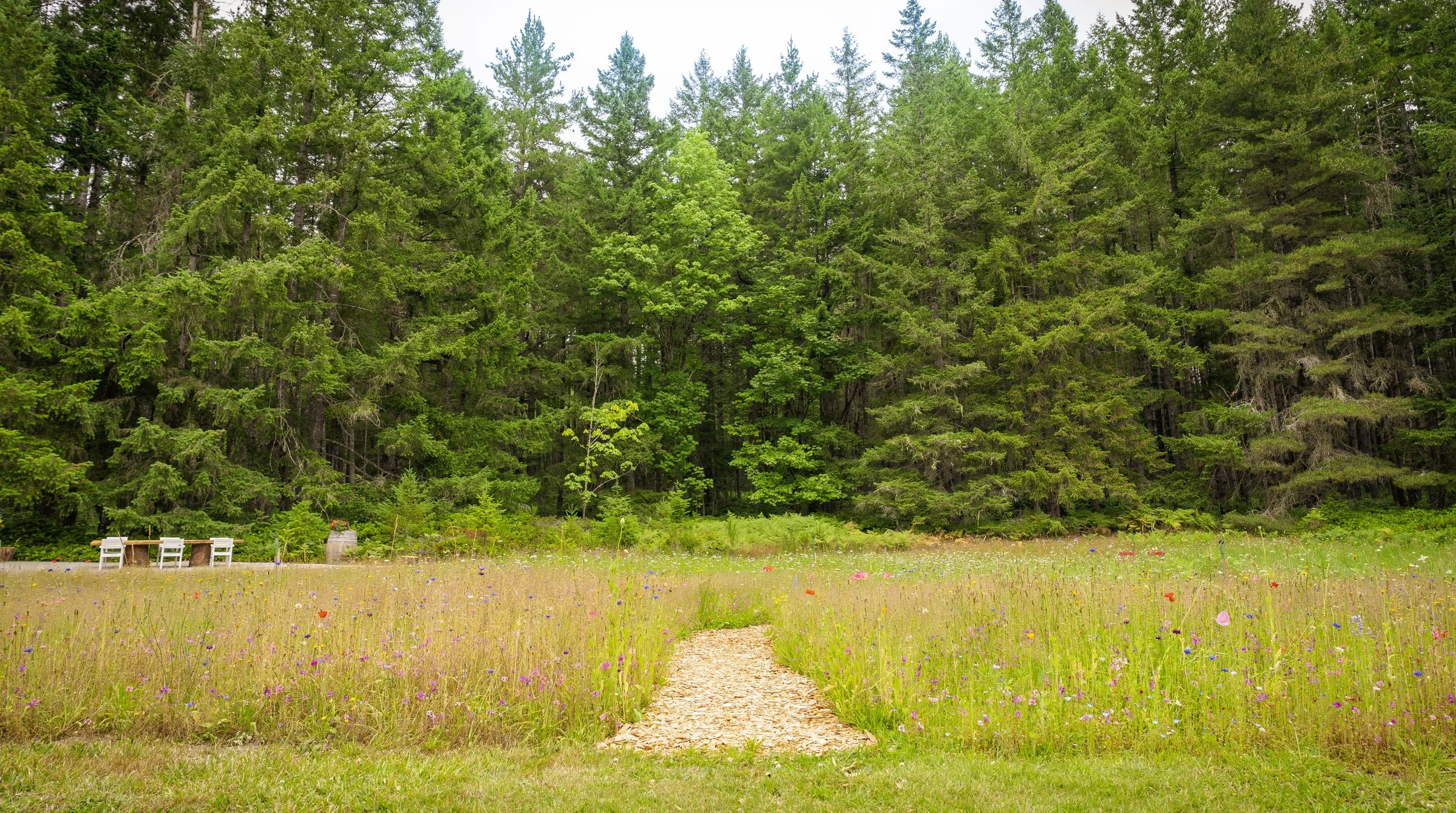 Field.jpg