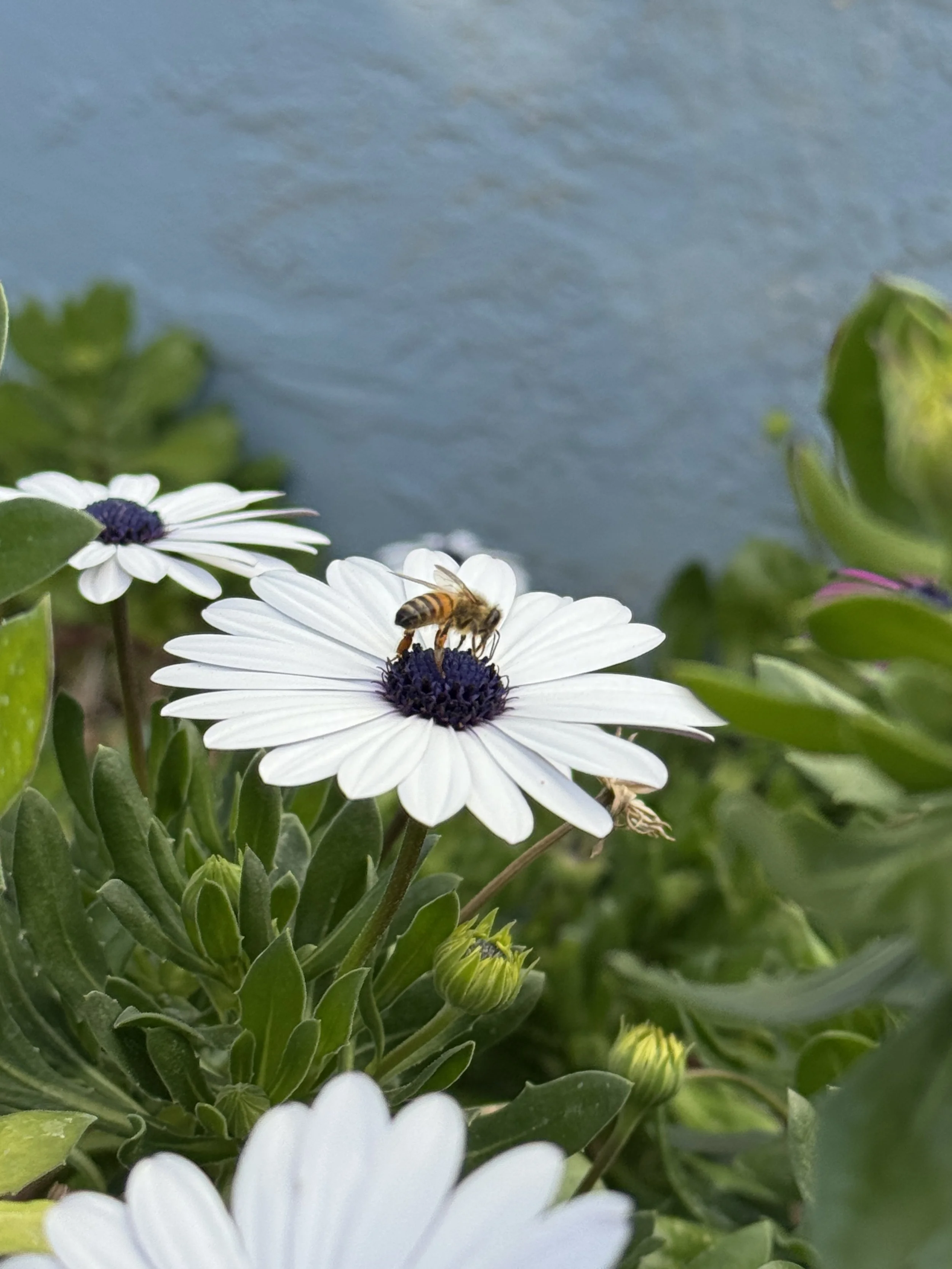 A bee collecting nectar from white flowers with dark centers, surrounded by green leaves and unopened flower buds, with water in the background.