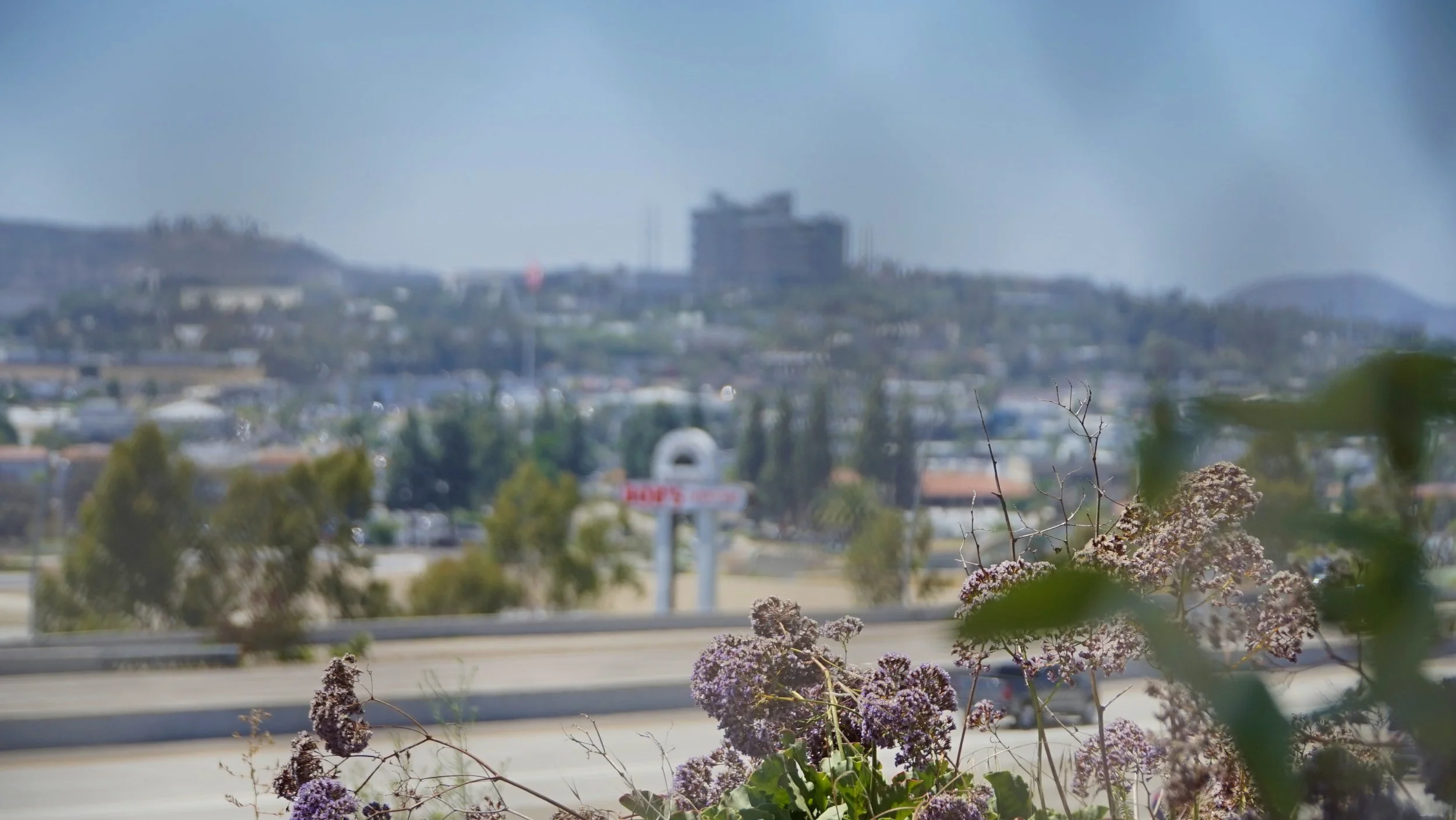 A view of a cityscape with distant buildings and hills, with some flowers and plants in the foreground.