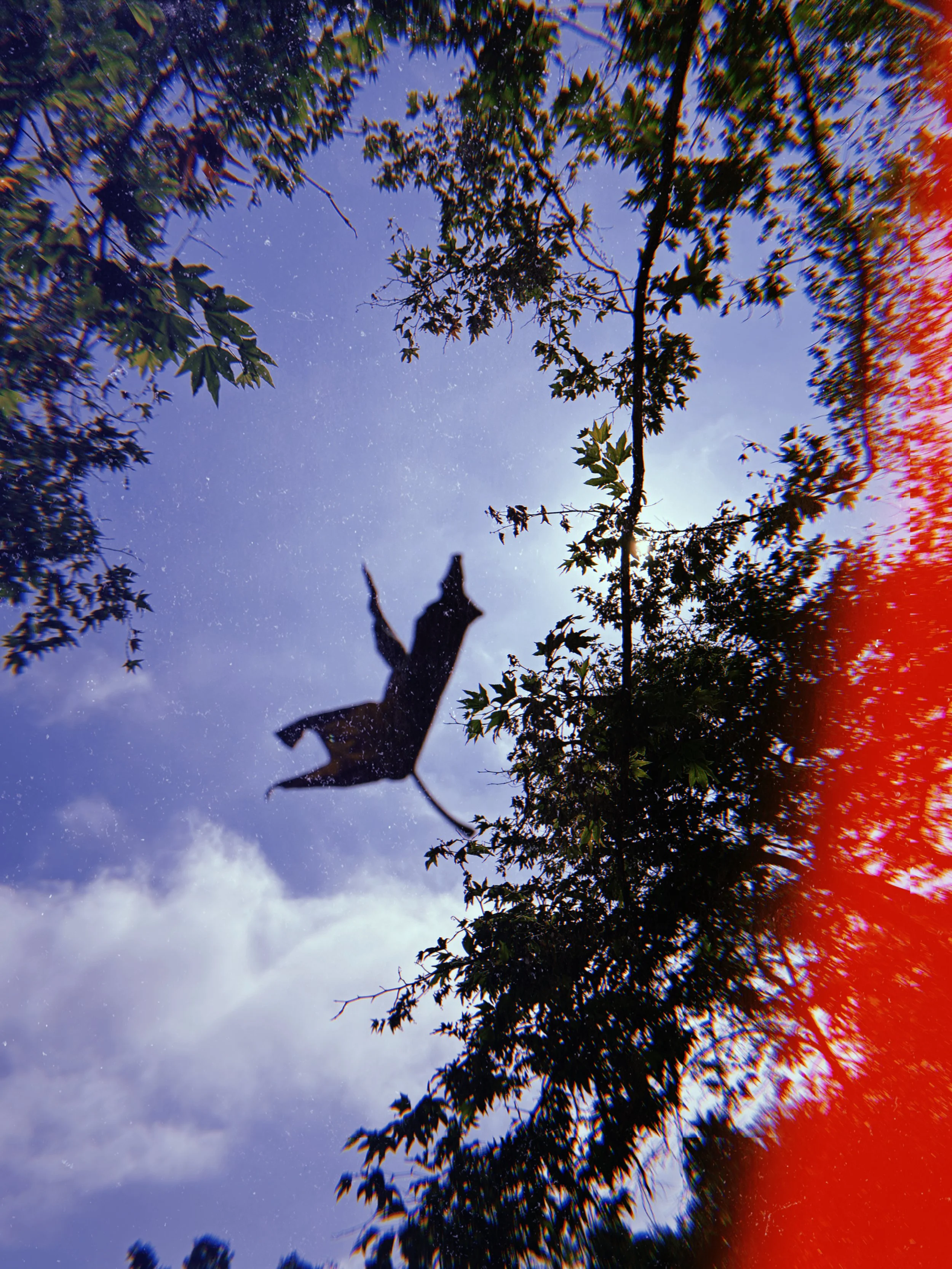 A silhouette of a dog jumping in the air against a sky with clouds and trees, with a red light leak on the right side of the image.