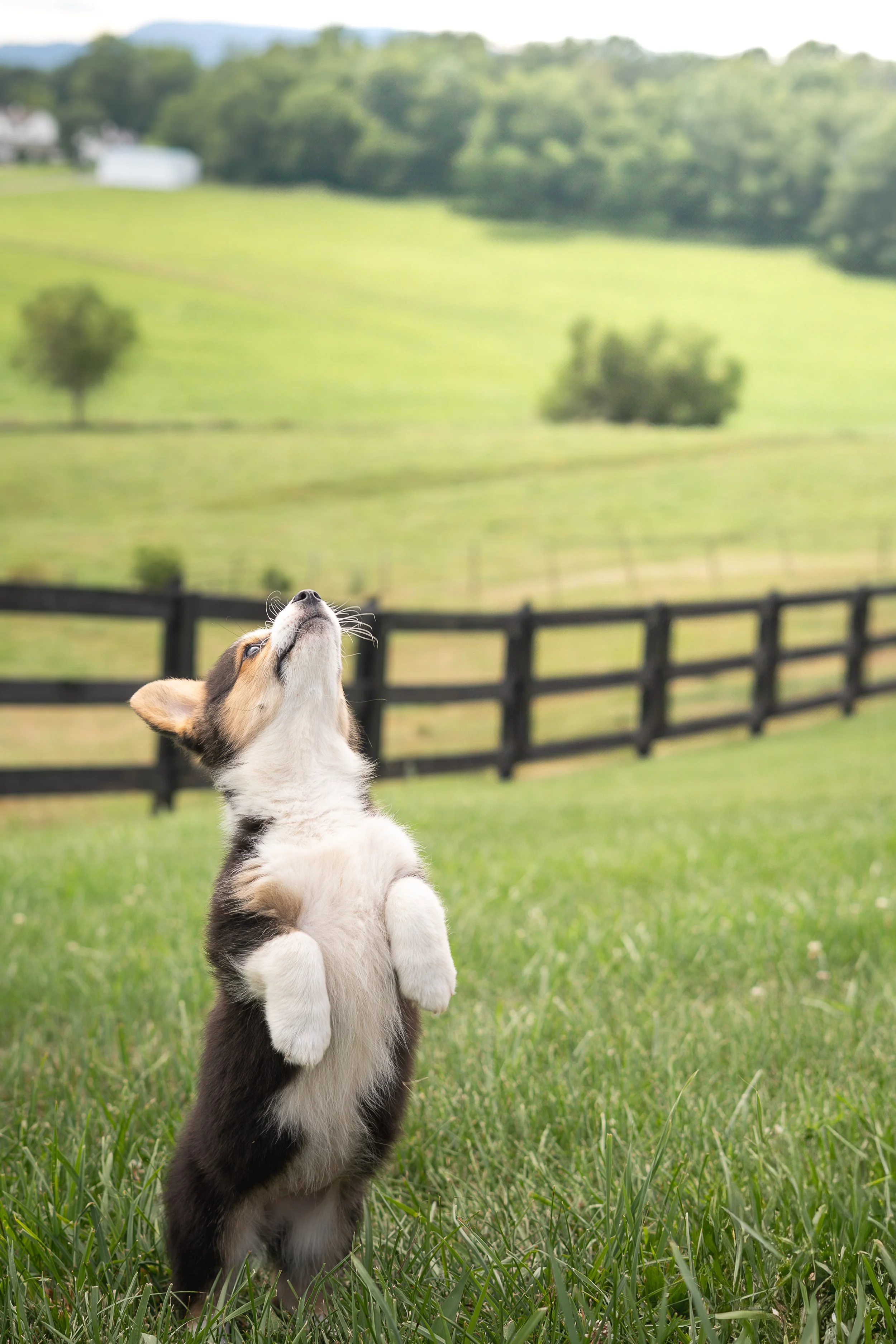 A puppy standing on its hind legs with its eyes closed and head tilted upward in a grassy field, with a wooden fence and rolling green hills in the background.