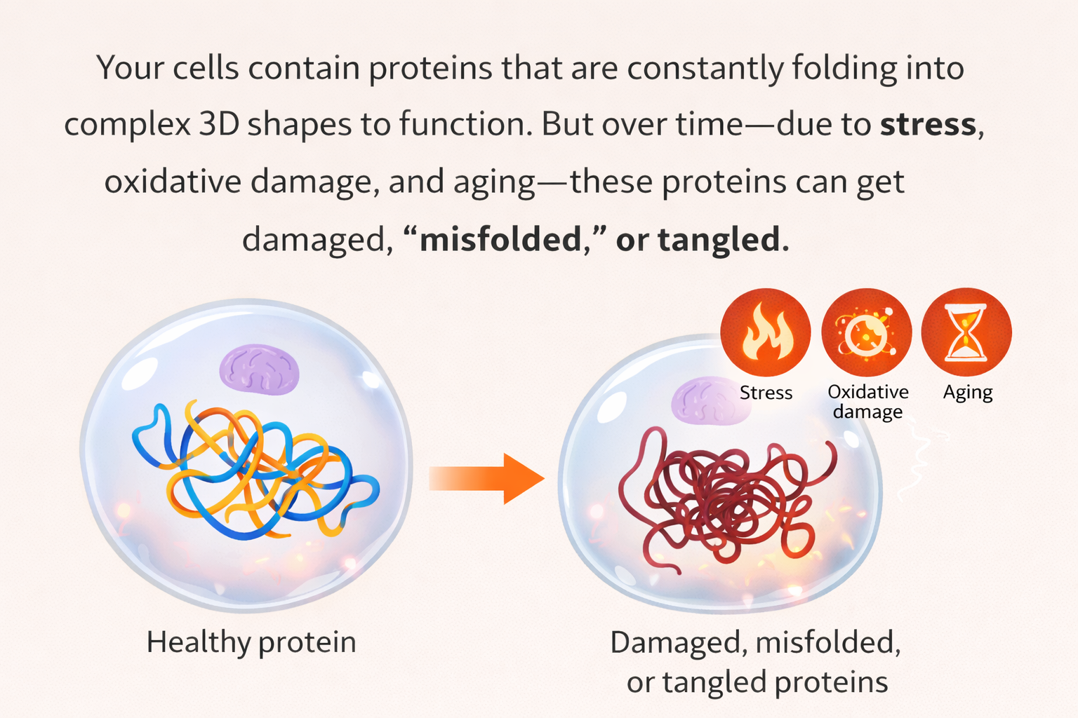 Diagram showing healthy proteins becoming misfolded over time due to stress and aging inside cells.