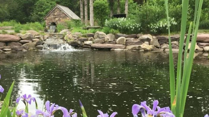 iris-at-the-pond_565D02AC-5056-A36A-0B7737CD6FF22106-565d02265056a36_565d0643-5056-a36a-0b477cfc2947077c.jpg