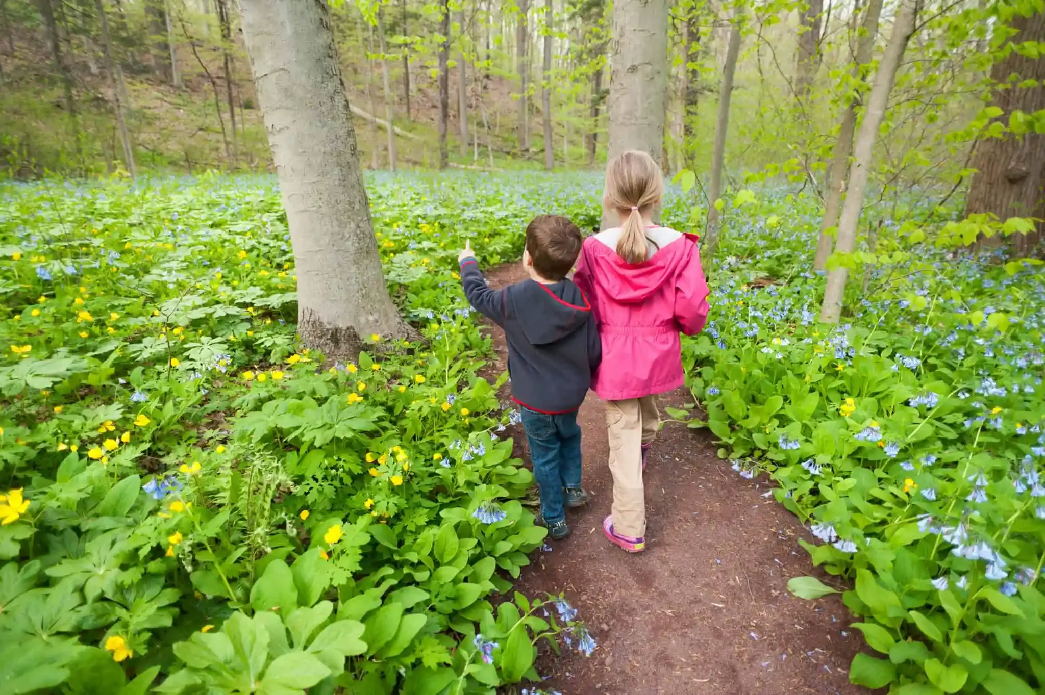 Bowman's Hill Wildflower Preserve: Free Event 6/5