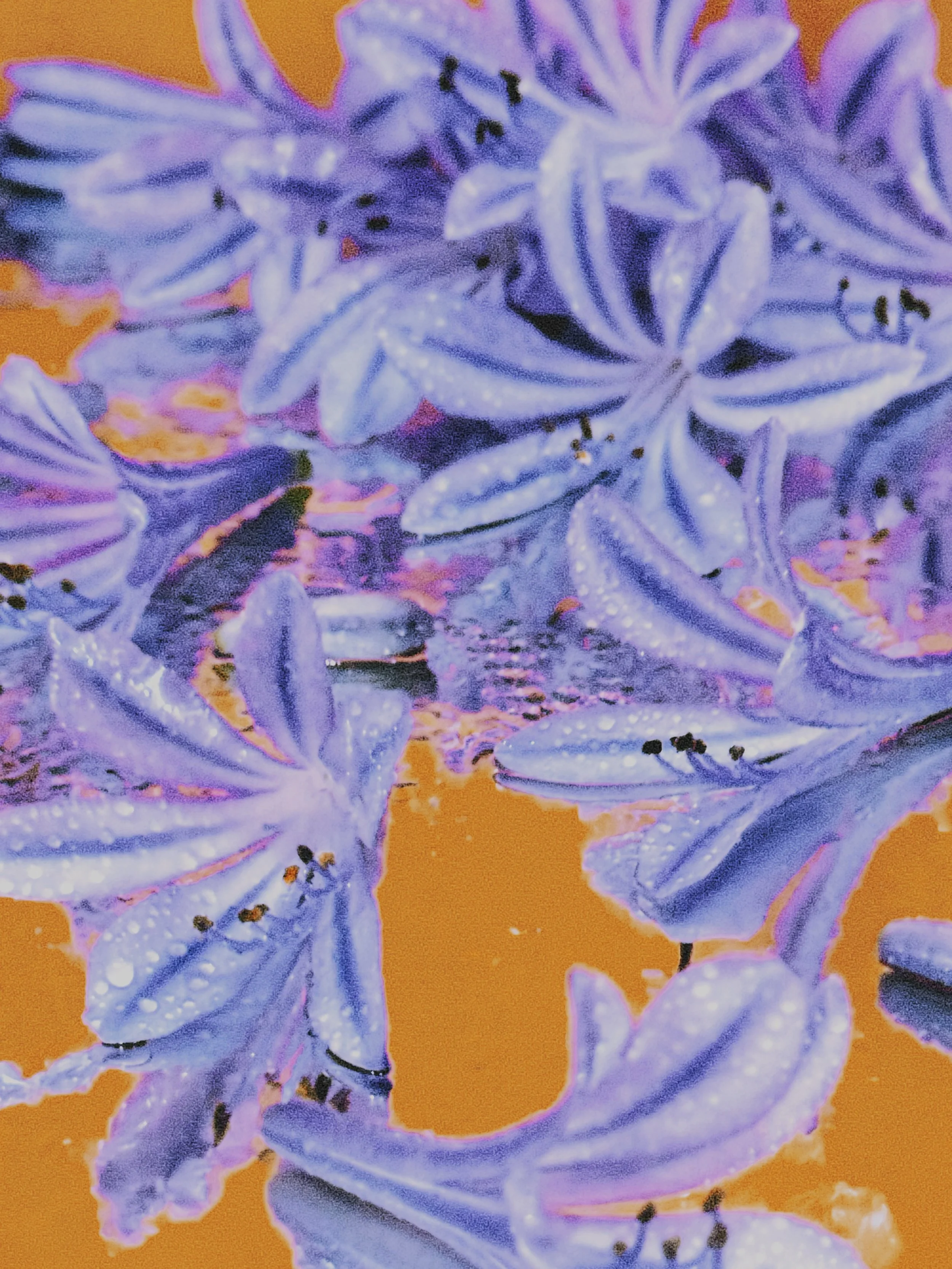 it all started in another dimension.  Moodboard: 004 Agapanthus ( Periwinkle )  Visuals crafted from Agapanthus florets, styled en masse.