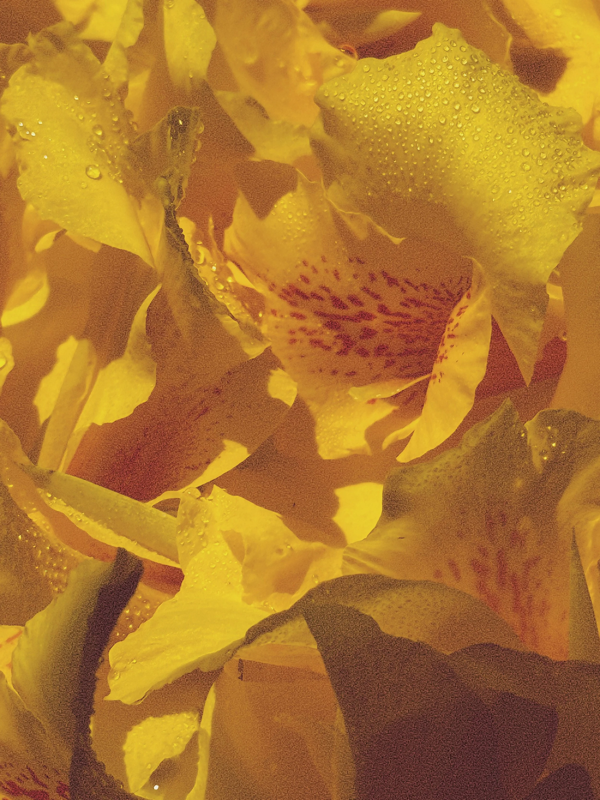 in times like these, it&rsquo;s how it has to be. 
Moodboard: 002
Canna Lily ( Bright Yellow ) 
Visuals crafted from Canna Lily florets, styled en masse.