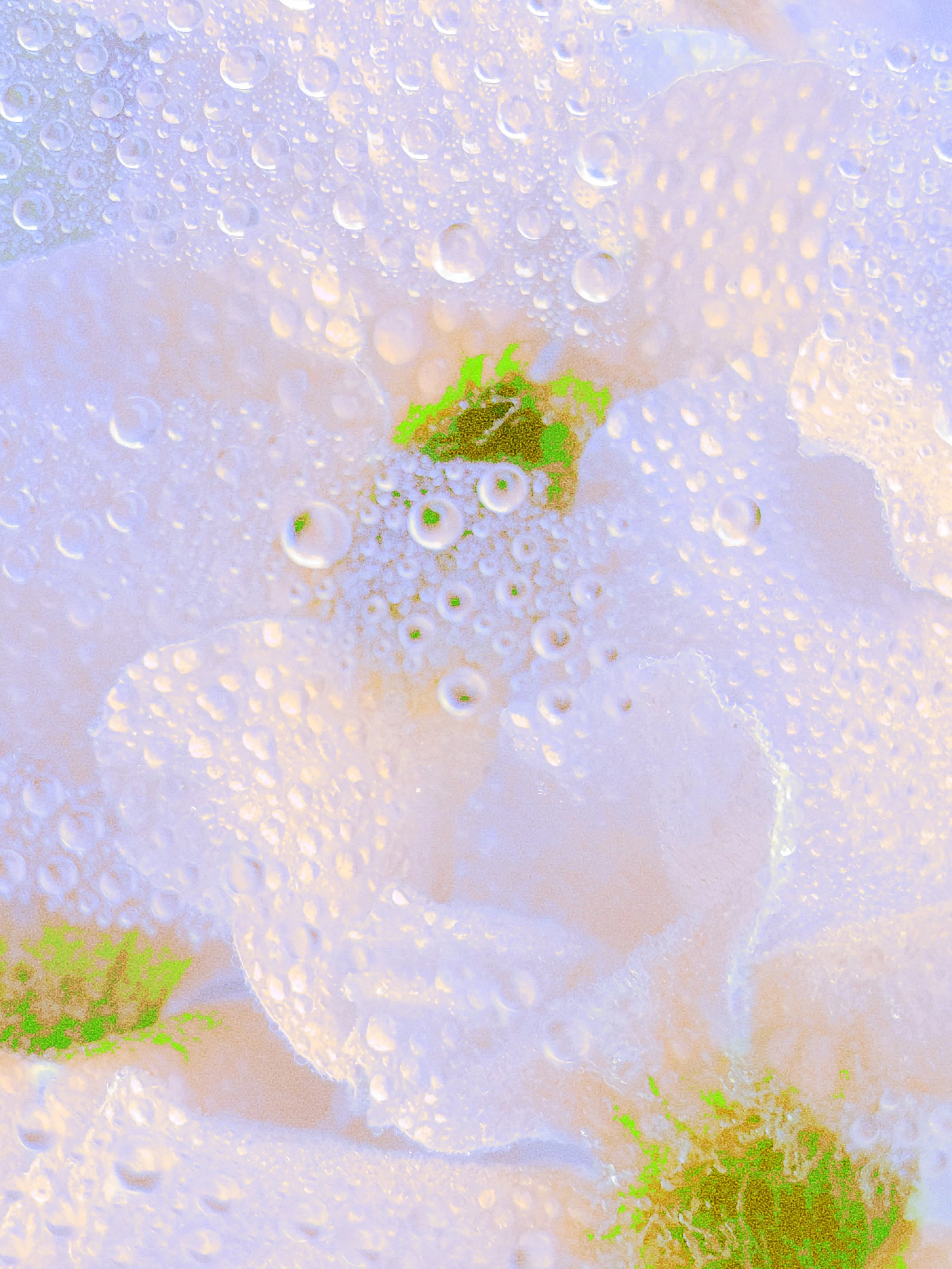honey to the bee.

Eye Candy: 005
Bower Vine (Soft Pink)

Visuals crafted from Bower Vine florets, styled en masse.